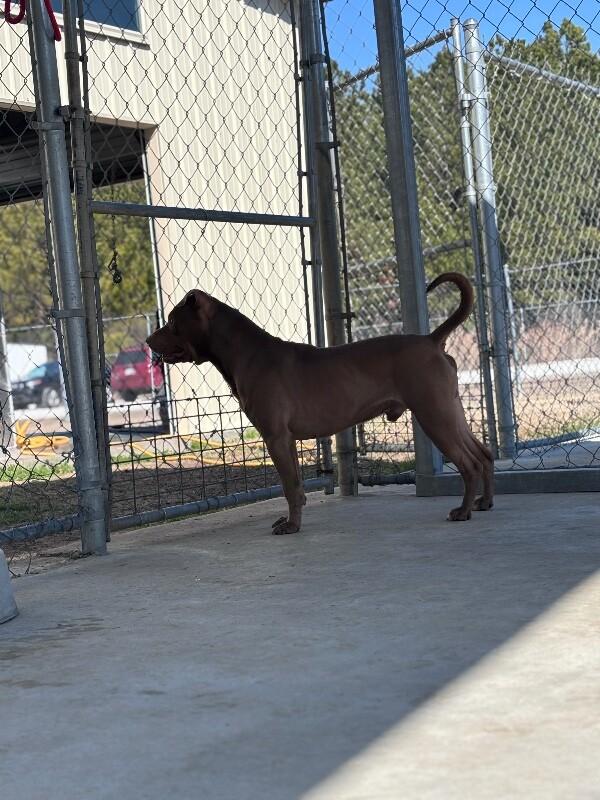 Hennessy, Adoptable, Adult Male Pit Bull Terrier.