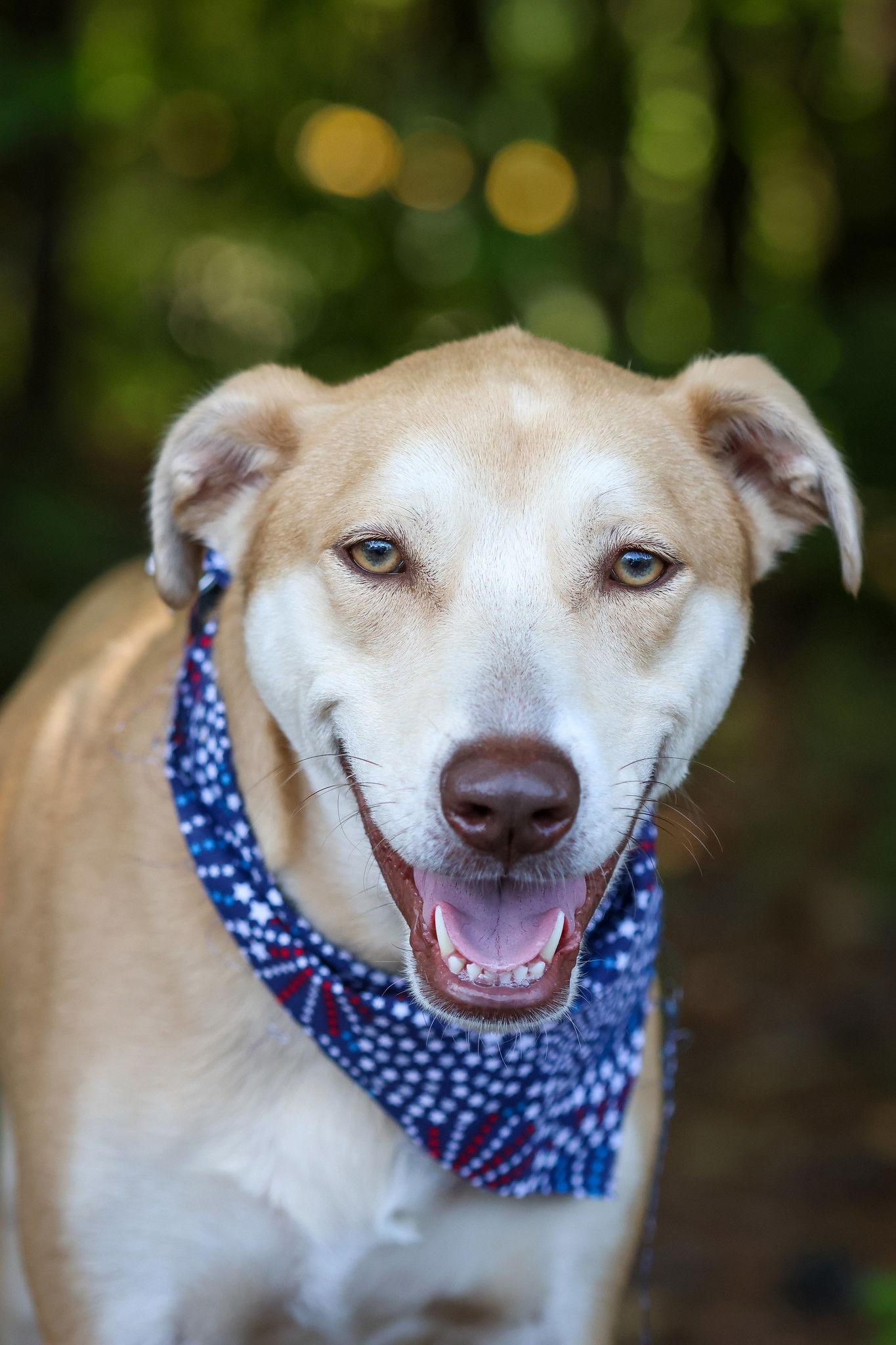 Toffee Chip **Home for the Holidays 1/2 price!, Adoptable, Young Male Labrador Retriever & Retriever.