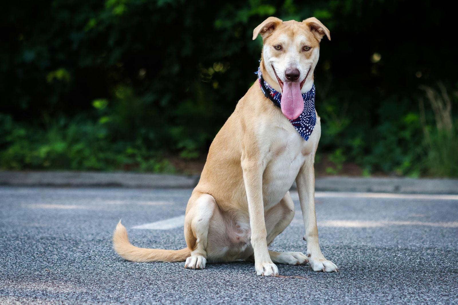 Toffee Chip thumbnail 2