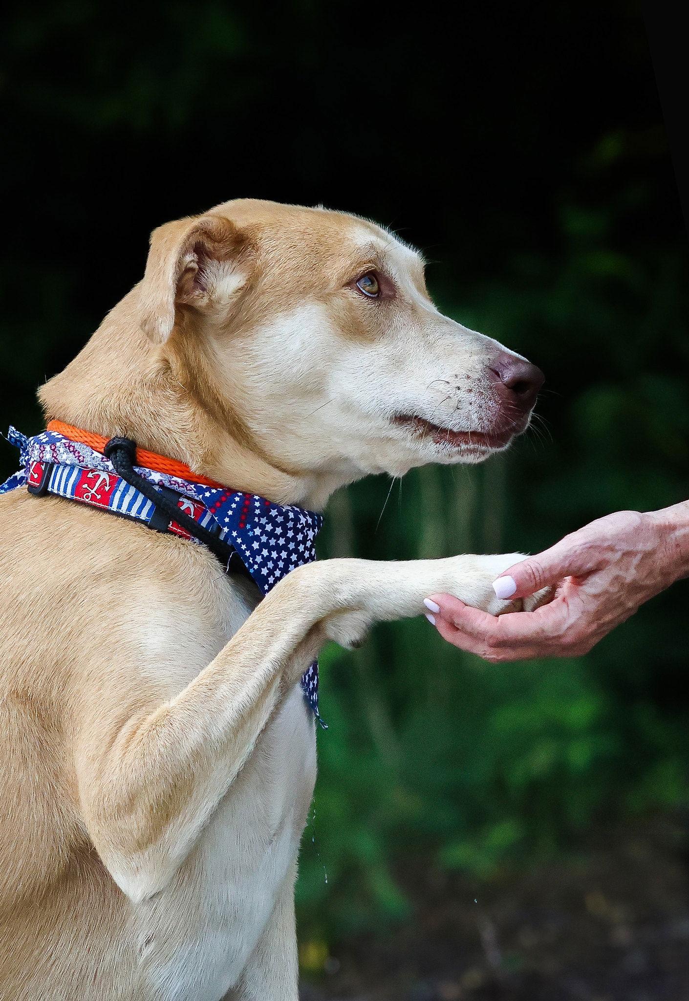 Toffee Chip **Home for the Holidays 1/2 price!, a Adoptable mixed breed in Alpharetta, GA image 3/3
