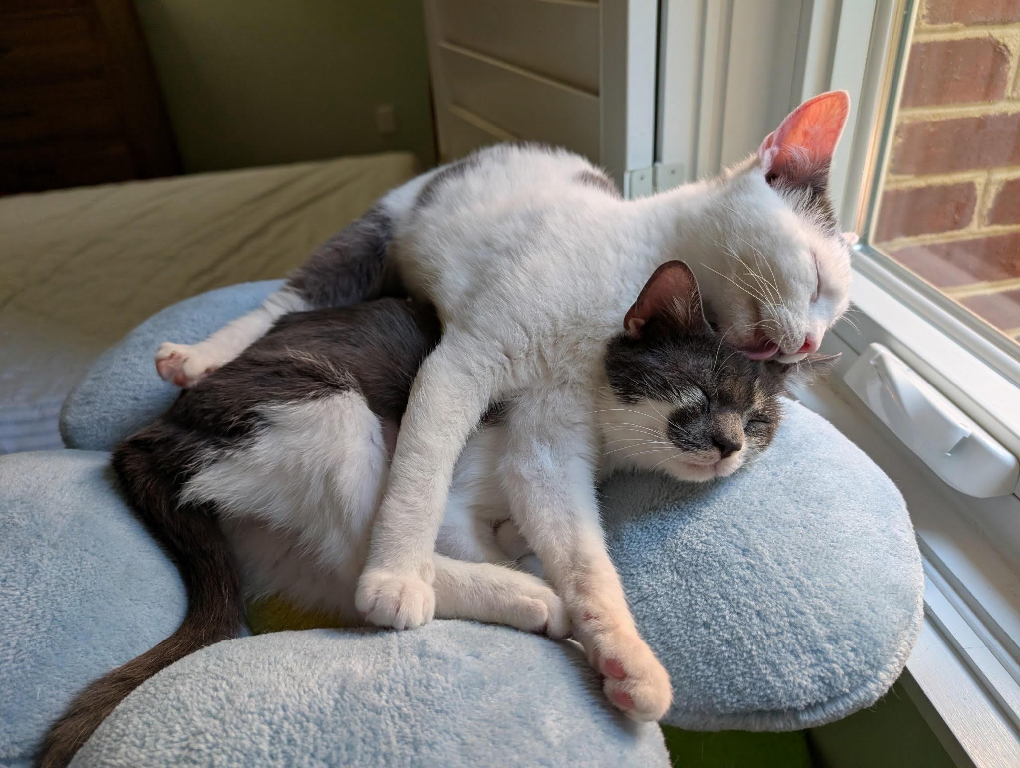 Rowan (M) and Jerri (F), adopted, Young Male Domestic Short Hair.