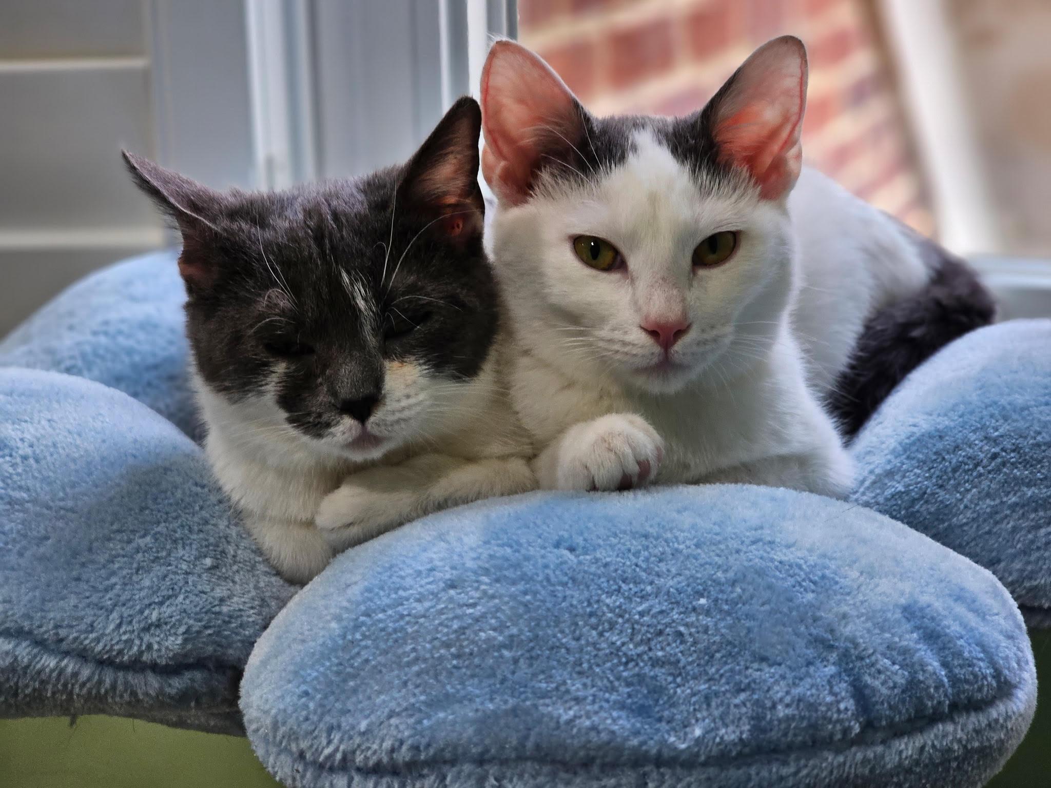 Enlarge Rowan (M) and Jerri (F), a ADOPTABLE Domestic Short Hair in Fairfax, VA image 1/6