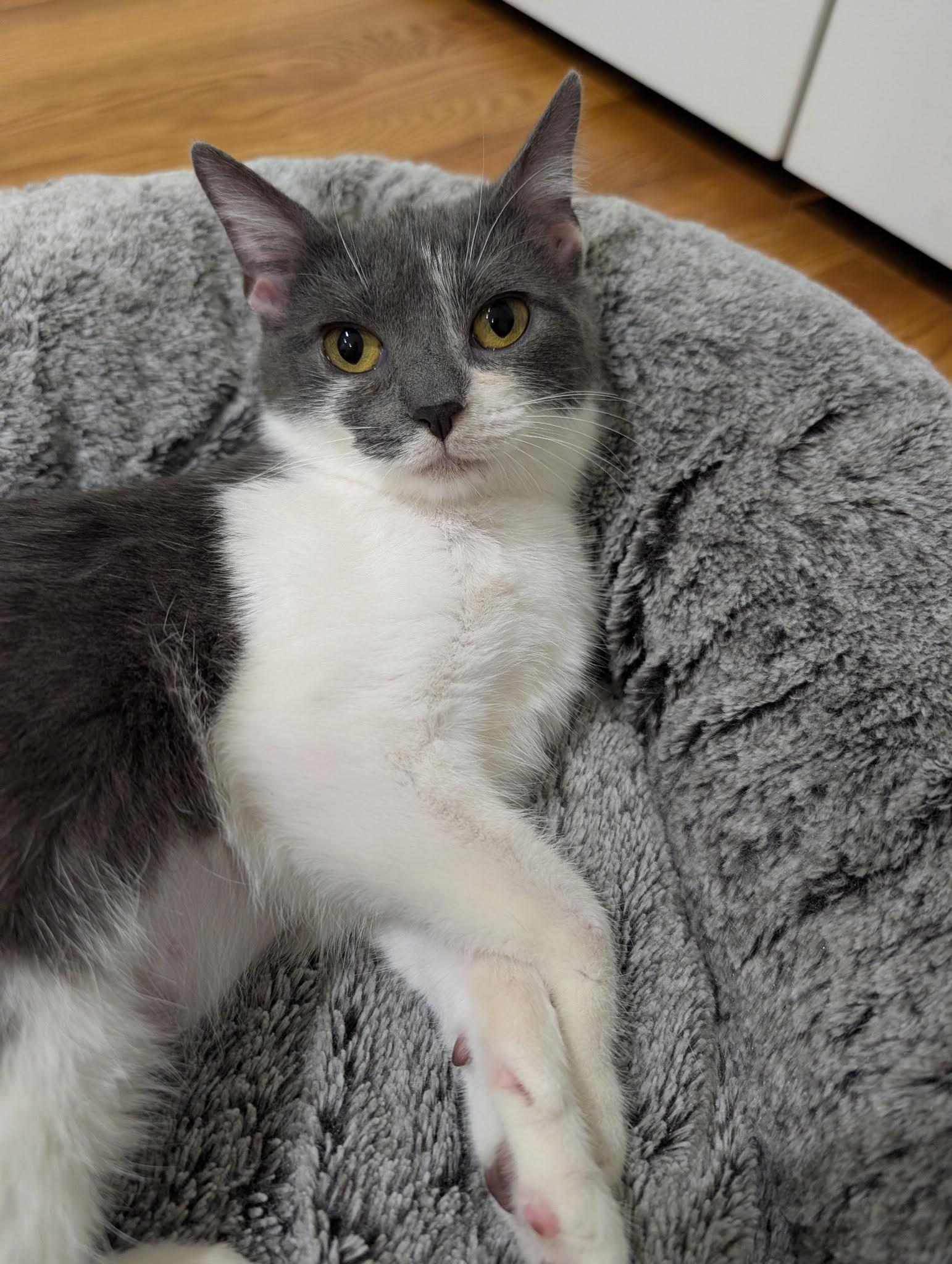 Enlarge Rowan (M) and Jerri (F), a ADOPTABLE Domestic Short Hair in Fairfax, VA image 5/6