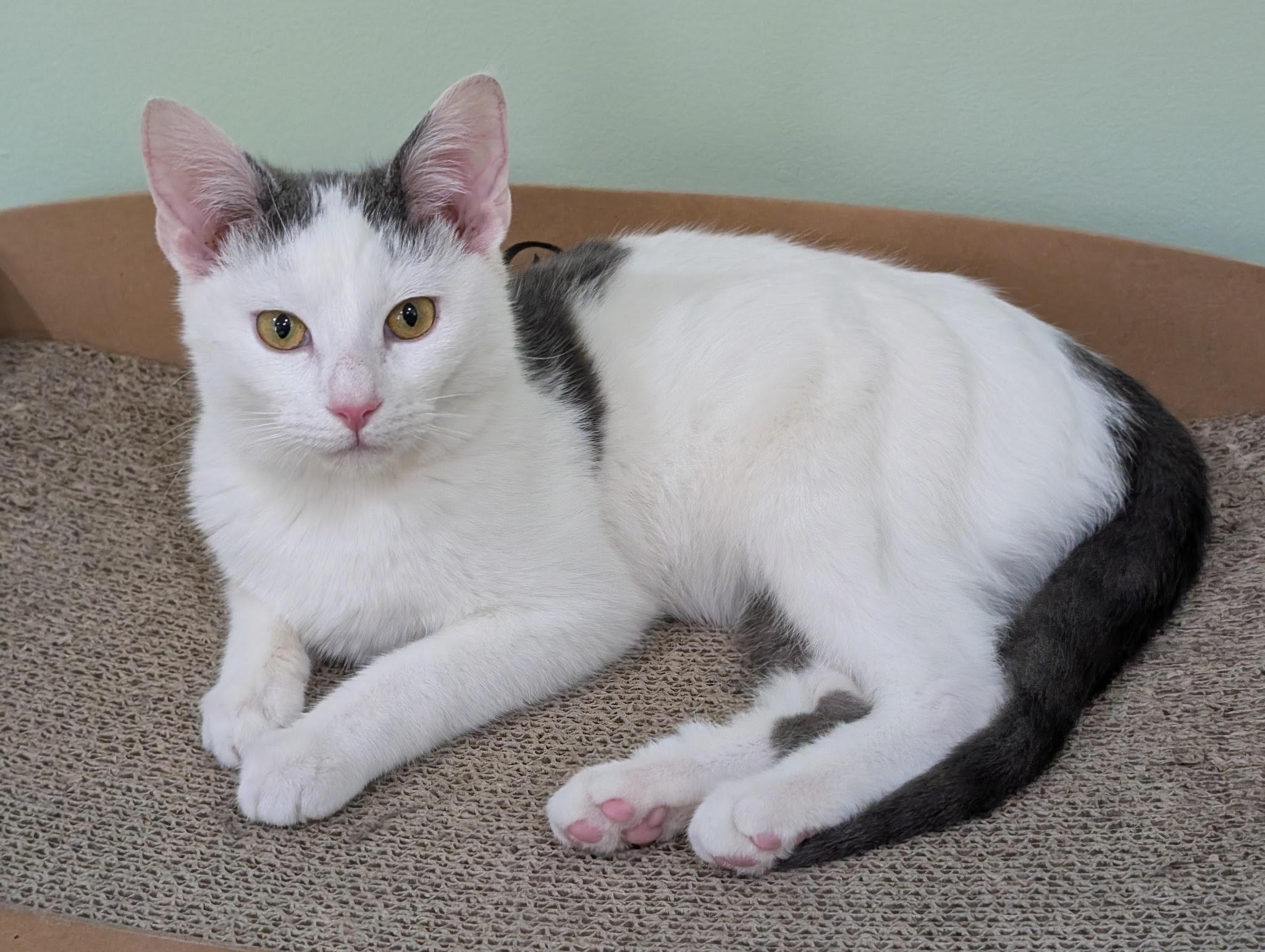 Enlarge Rowan (M) and Jerri (F), a ADOPTABLE Domestic Short Hair in Fairfax, VA image 2/6