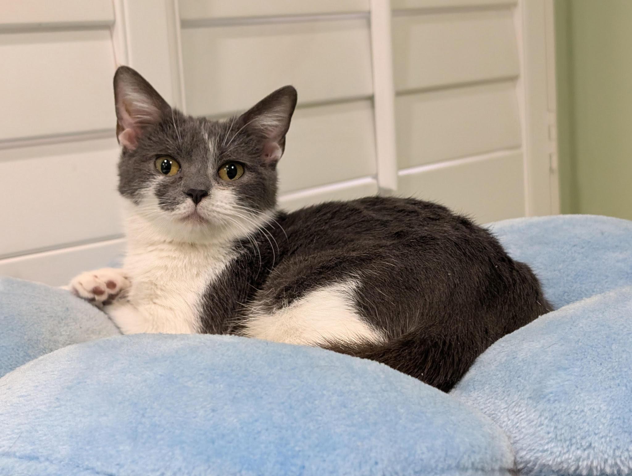 Enlarge Rowan (M) and Jerri (F), a ADOPTABLE Domestic Short Hair in Fairfax, VA image 3/6