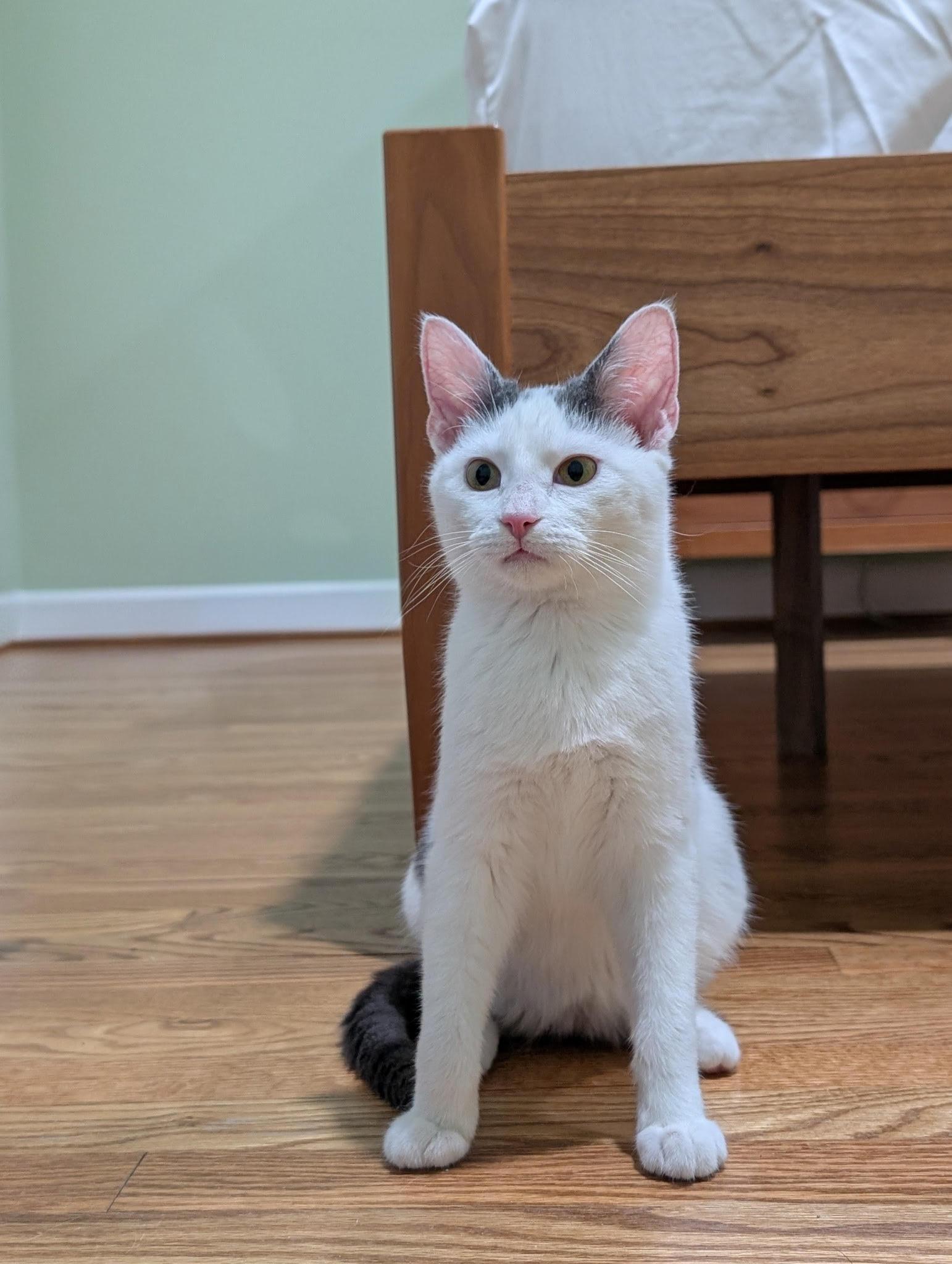 Enlarge Rowan (M) and Jerri (F), a ADOPTABLE Domestic Short Hair in Fairfax, VA image 4/6