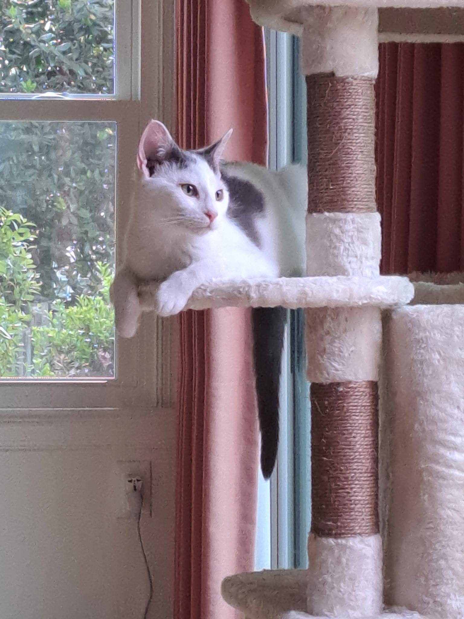 Enlarge Rowan (M) and Jerri (F), a ADOPTABLE Domestic Short Hair in Fairfax, VA image 6/6