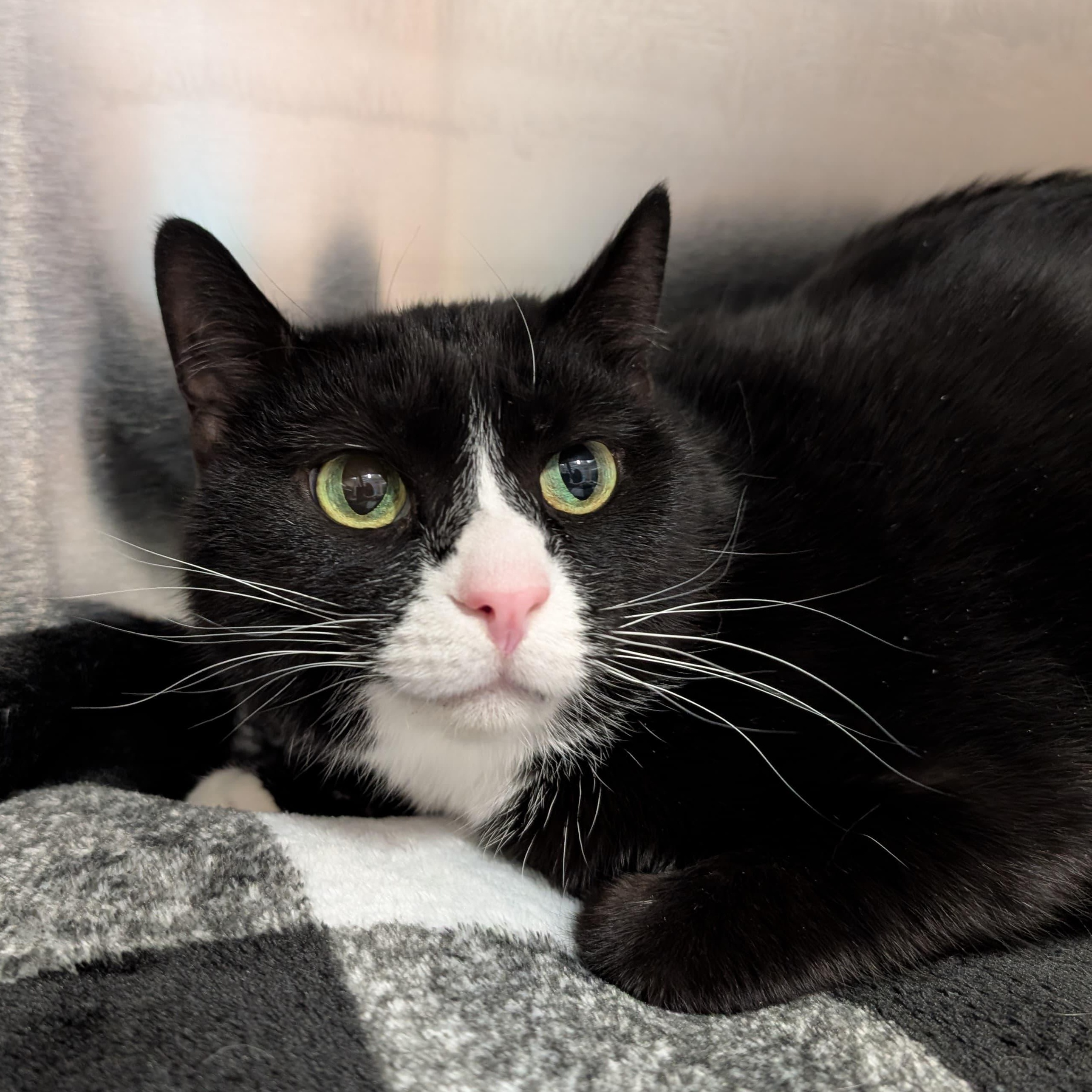 Atlas, ADOPTABLE, Adult Male Domestic Short Hair.