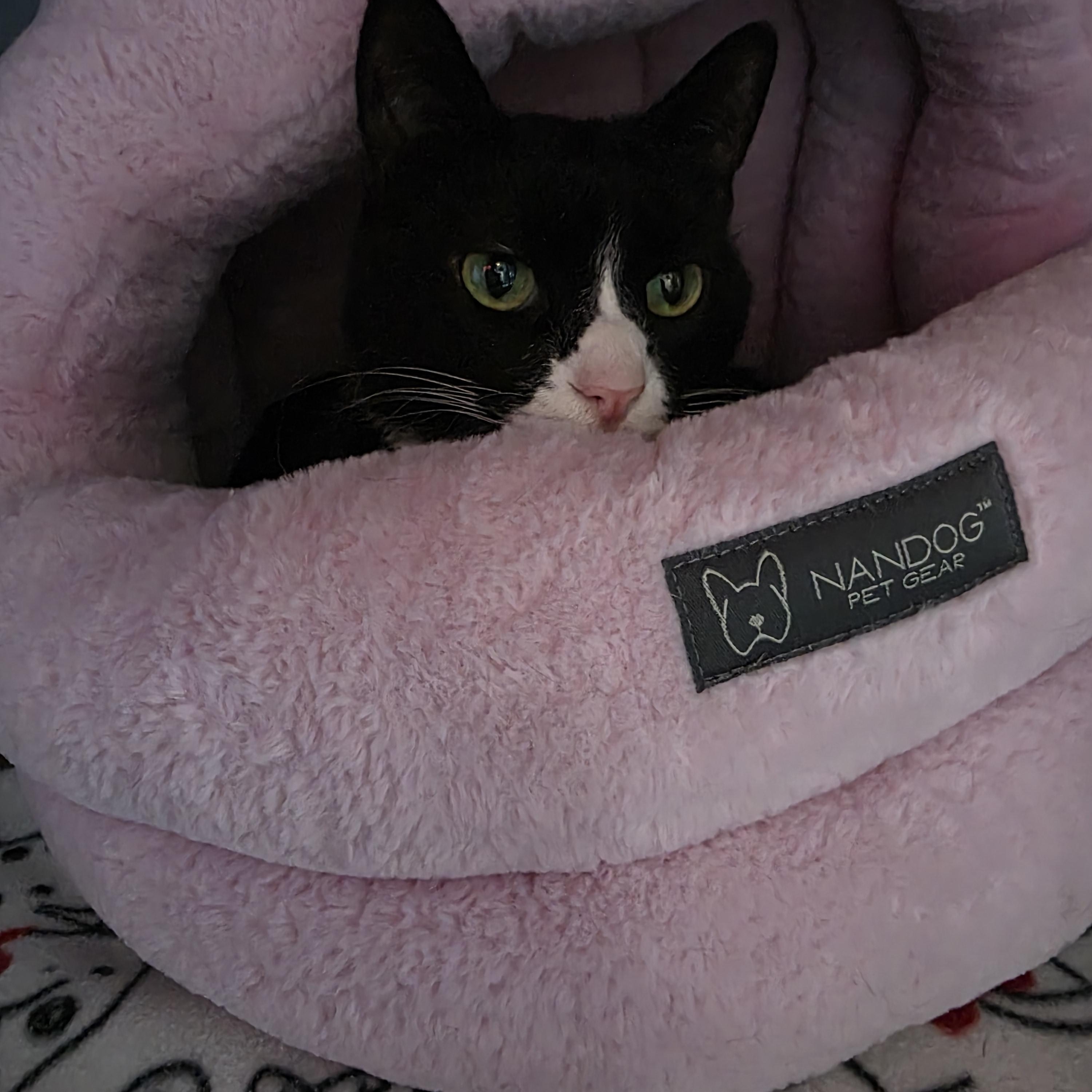 Enlarge Atlas, a ADOPTABLE mixed breed in Renfrew, PA image 2/4