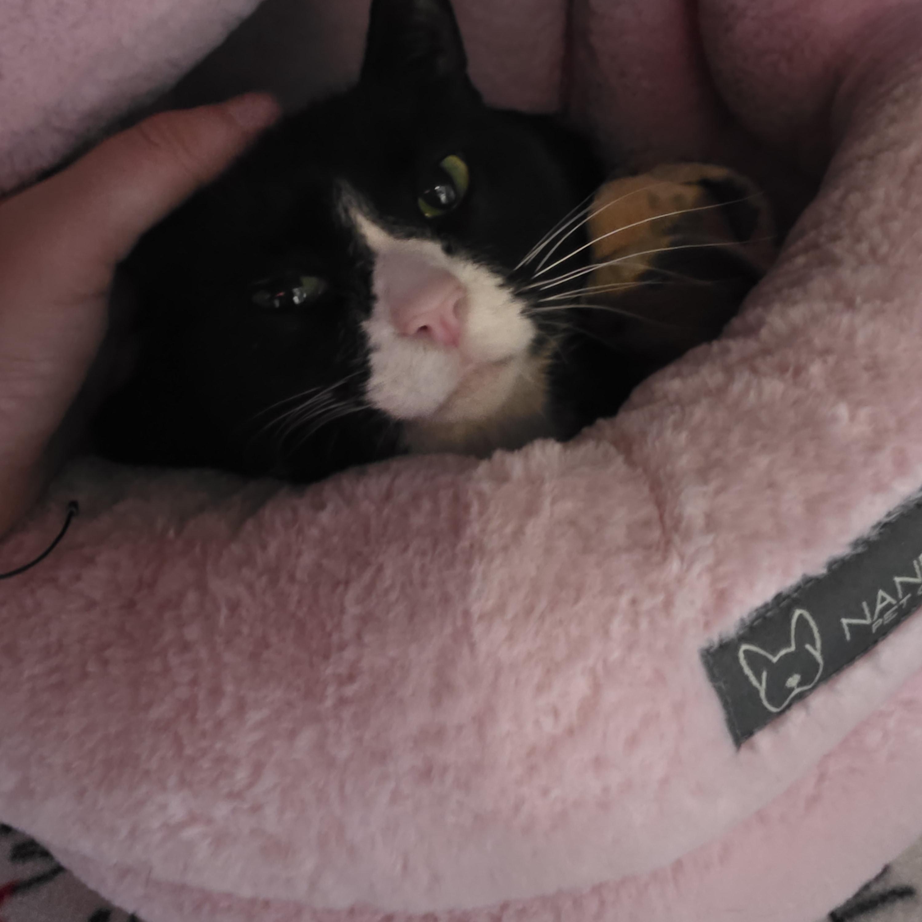 Enlarge Atlas, a ADOPTABLE mixed breed in Renfrew, PA image 3/4