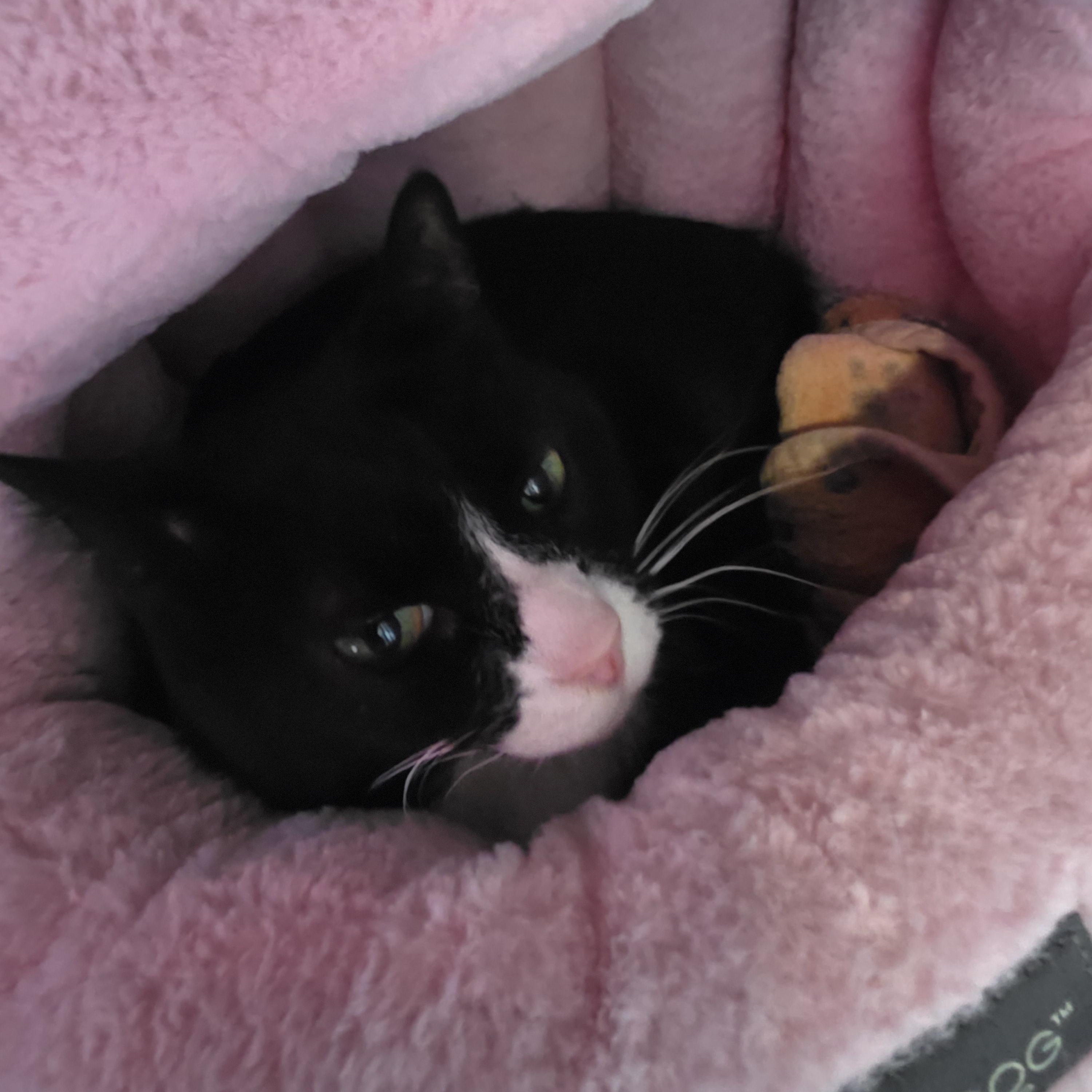 Enlarge Atlas, a ADOPTABLE mixed breed in Renfrew, PA image 4/4