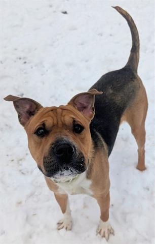 TINKERBELL, Adoptable, Young Female Shar-Pei & Foxhound.
