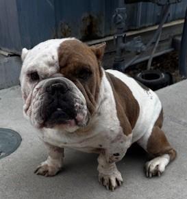 Enlarge 60027876, a ADOPTABLE mixed breed in Elko, NV image 1/1