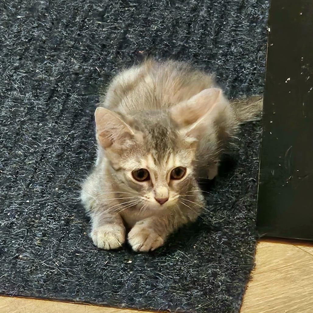Cashew, Adoptable, Kitten Female Domestic Short Hair.