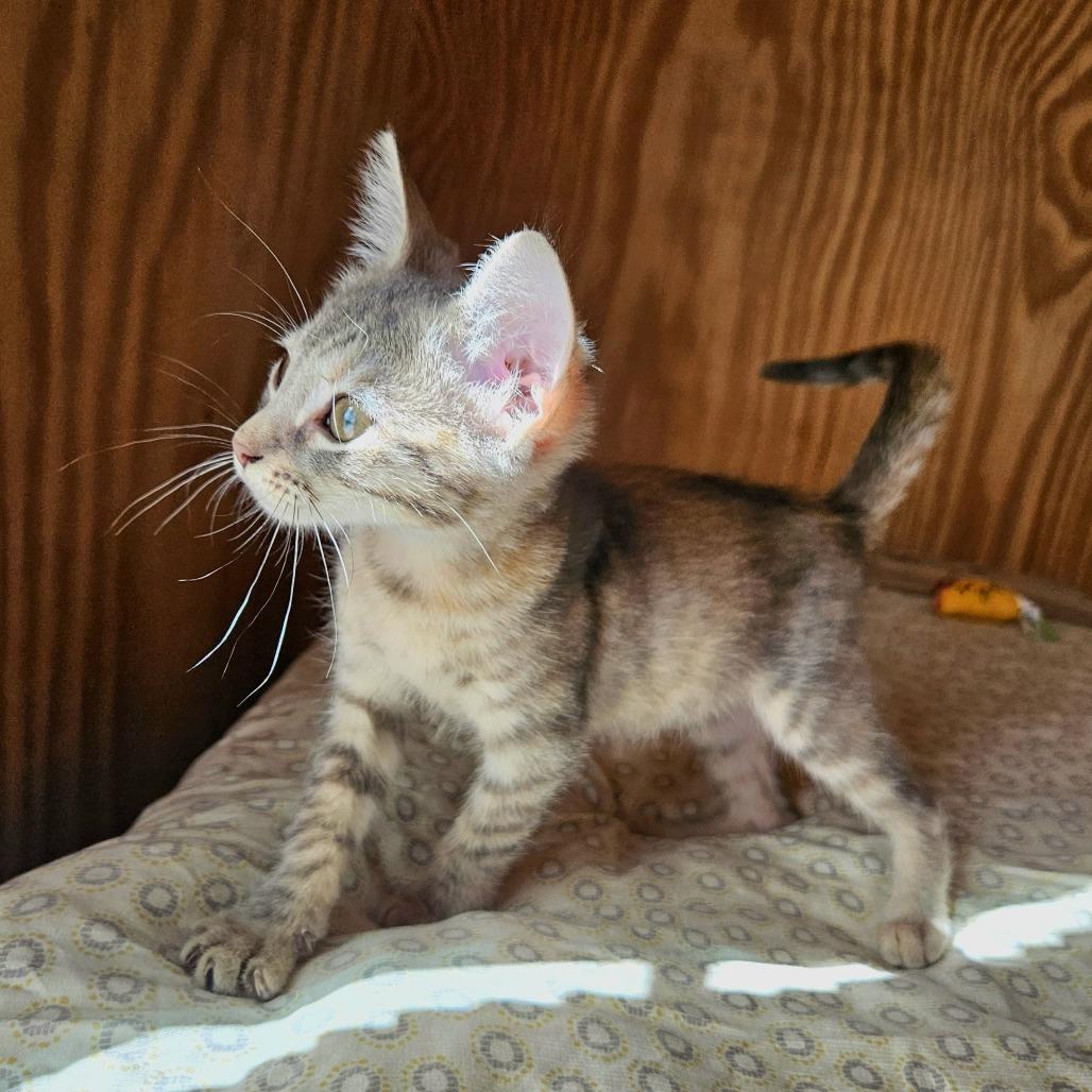 Enlarge Cashew, a Adoptable Domestic Short Hair in Delta, AL image 2/4