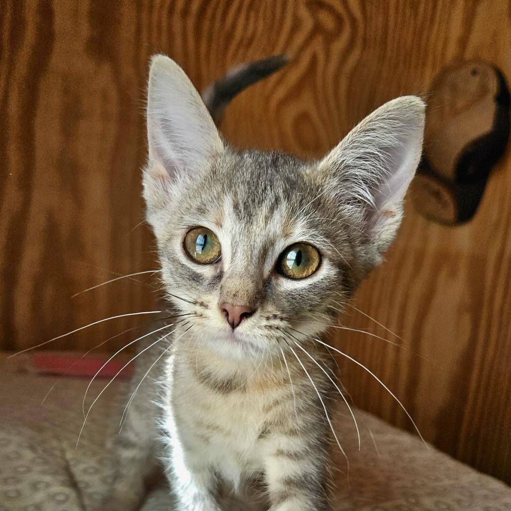 Enlarge Cashew, a Adoptable Domestic Short Hair in Delta, AL image 3/4