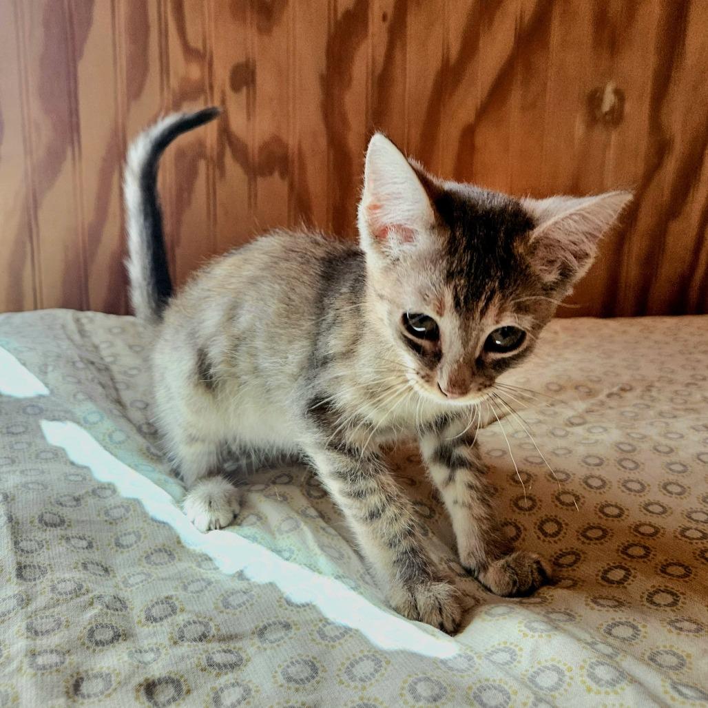 Enlarge Cashew, a Adoptable Domestic Short Hair in Delta, AL image 4/4