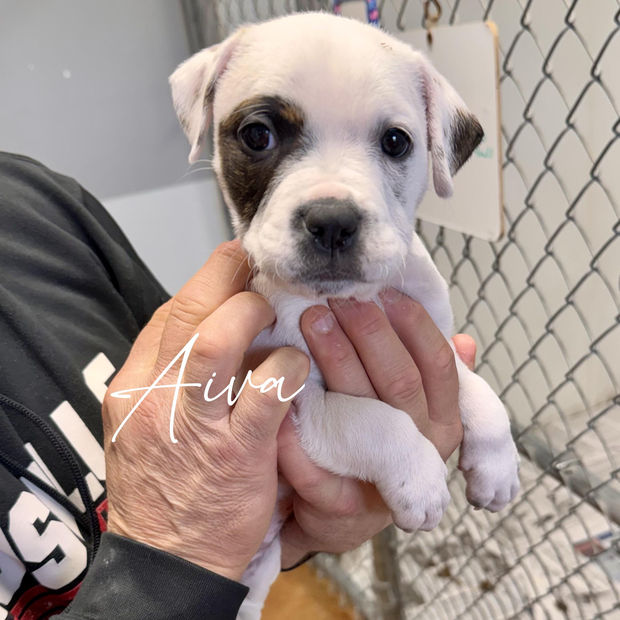 Enlarge AIVA, an adopted mixed breed in Wilmington, OH image 3/3