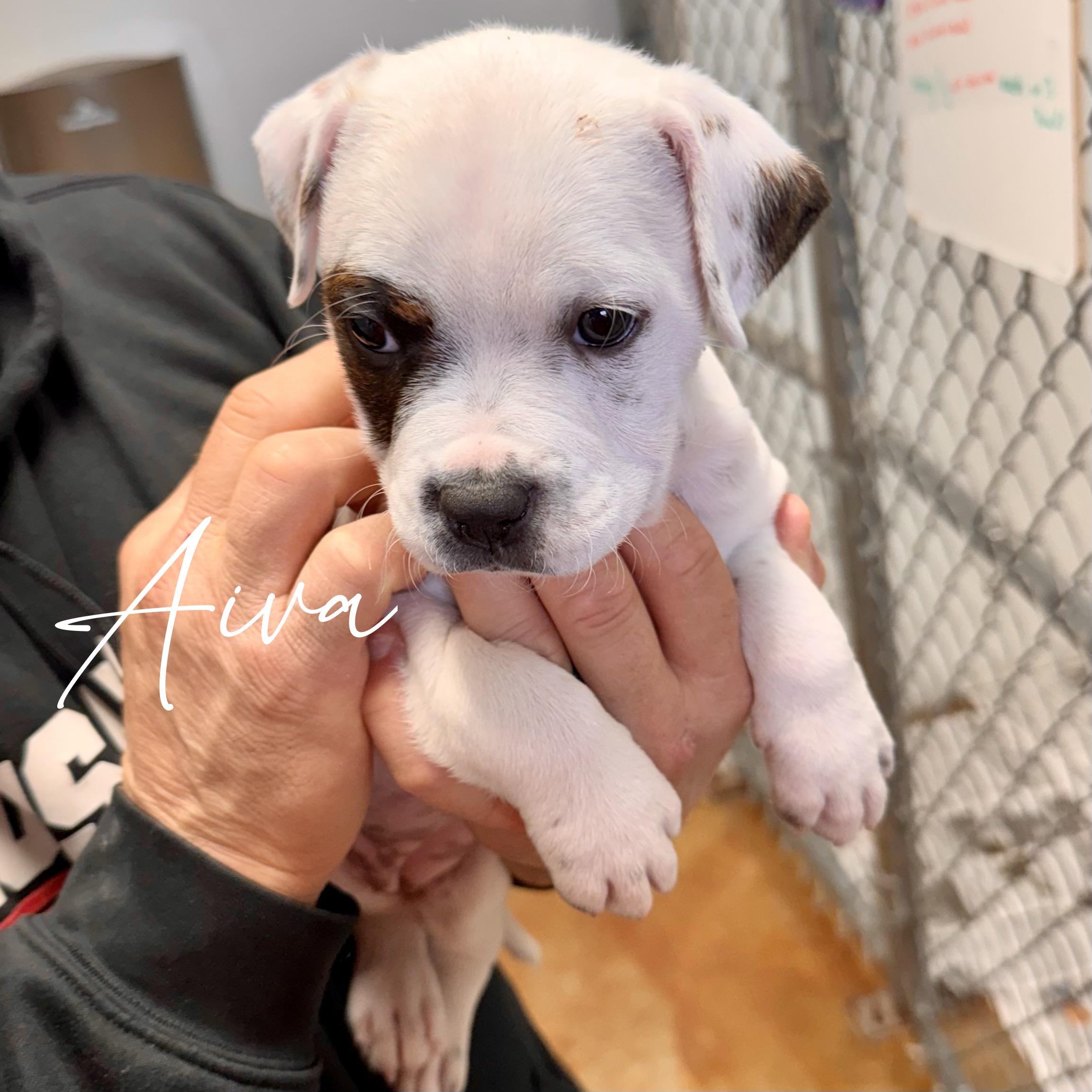 Enlarge AIVA, an adopted mixed breed in Wilmington, OH image 2/3