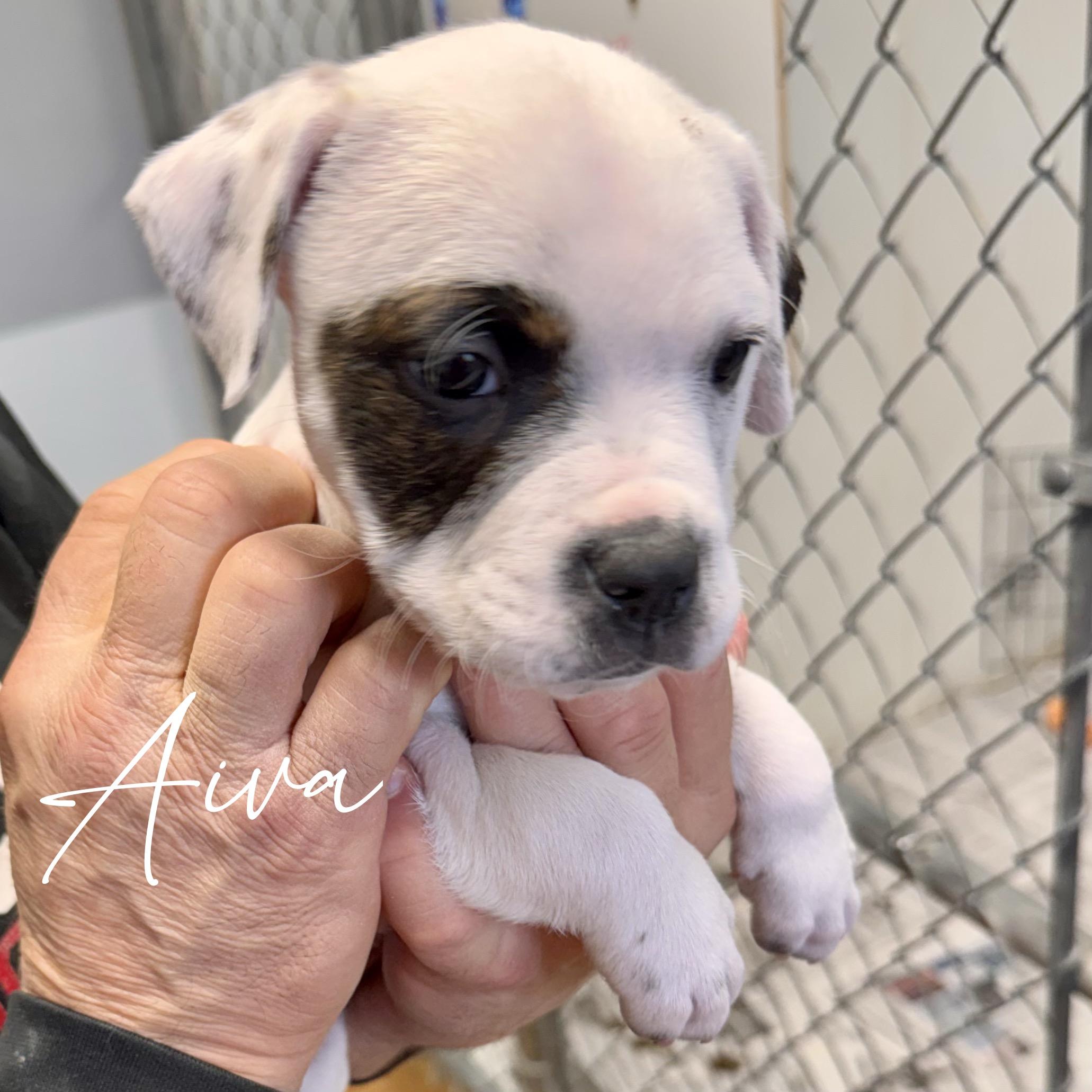 Enlarge AIVA, an adopted mixed breed in Wilmington, OH image 1/3