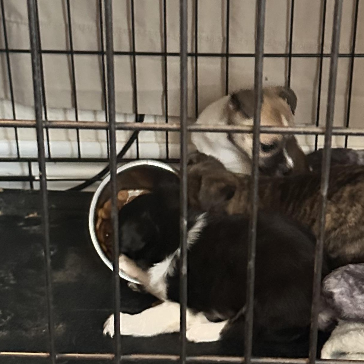 Tank, a Adopted Chihuahua in Bowie, TX image 3/3