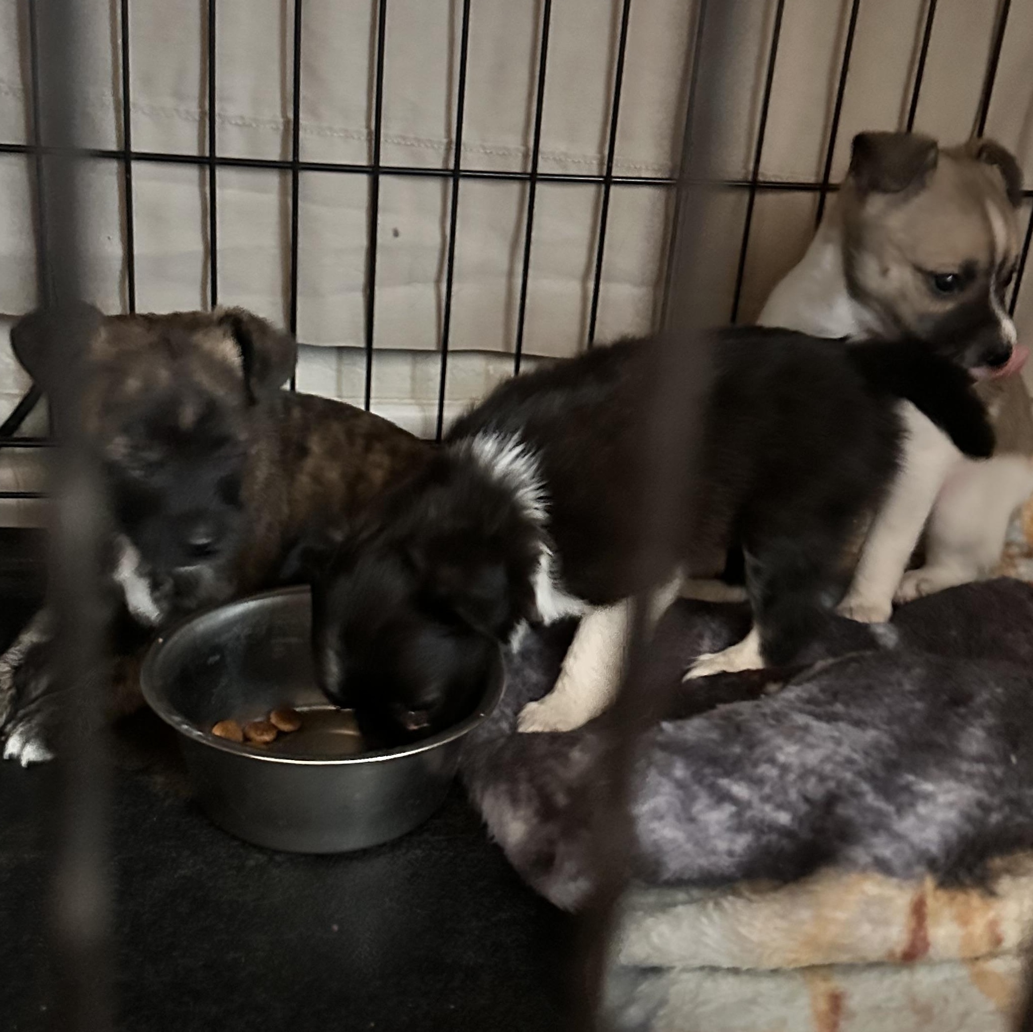 Tank, a Adopted Chihuahua in Bowie, TX image 2/3