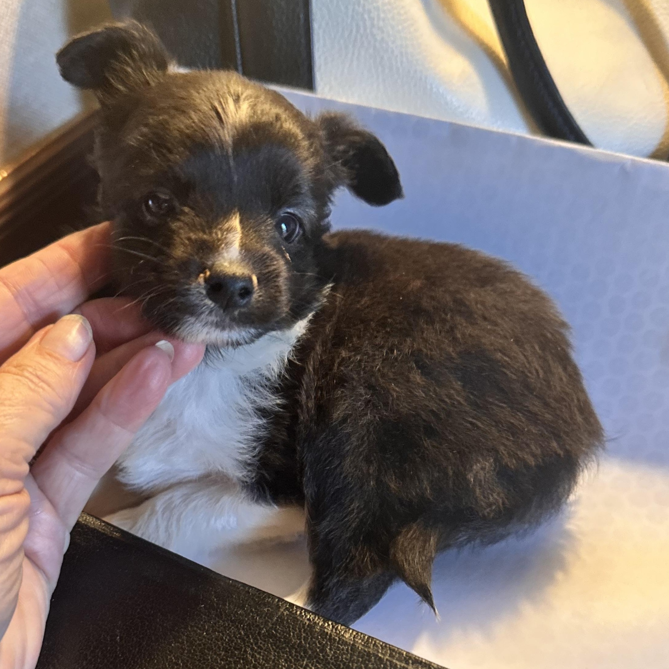 Tank, Adopted, Puppy Male Chihuahua.