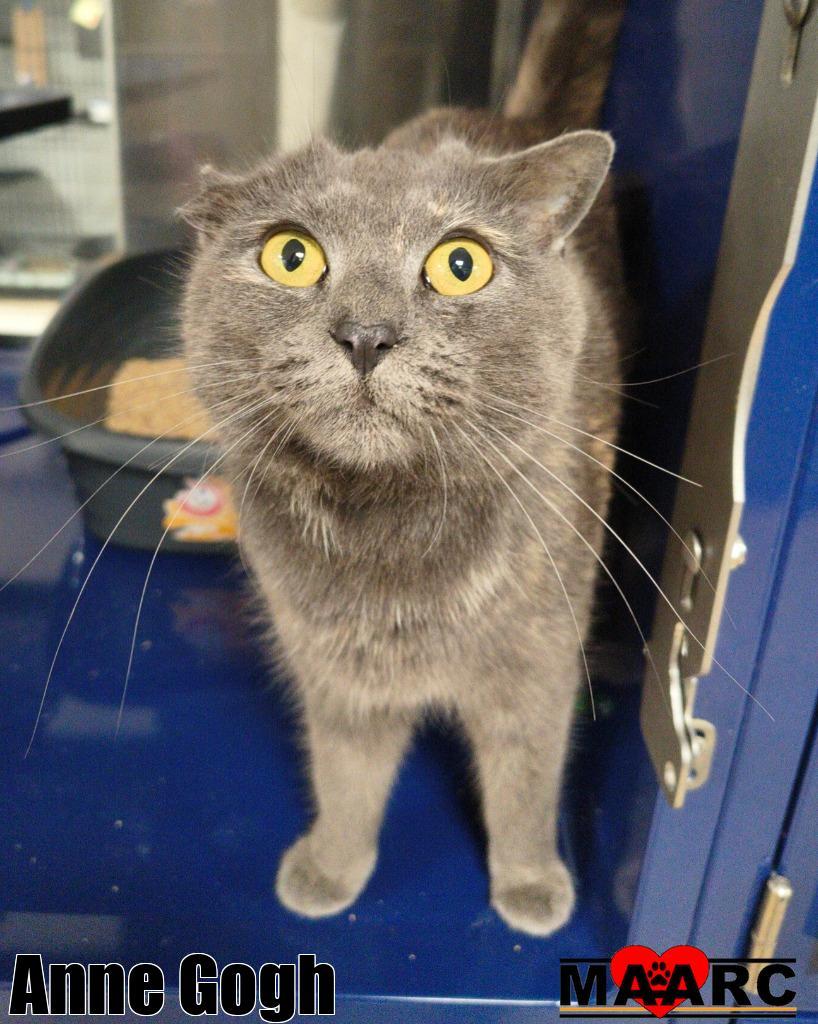 Anne Gogh, Adoptable, Adult Female Domestic Short Hair.