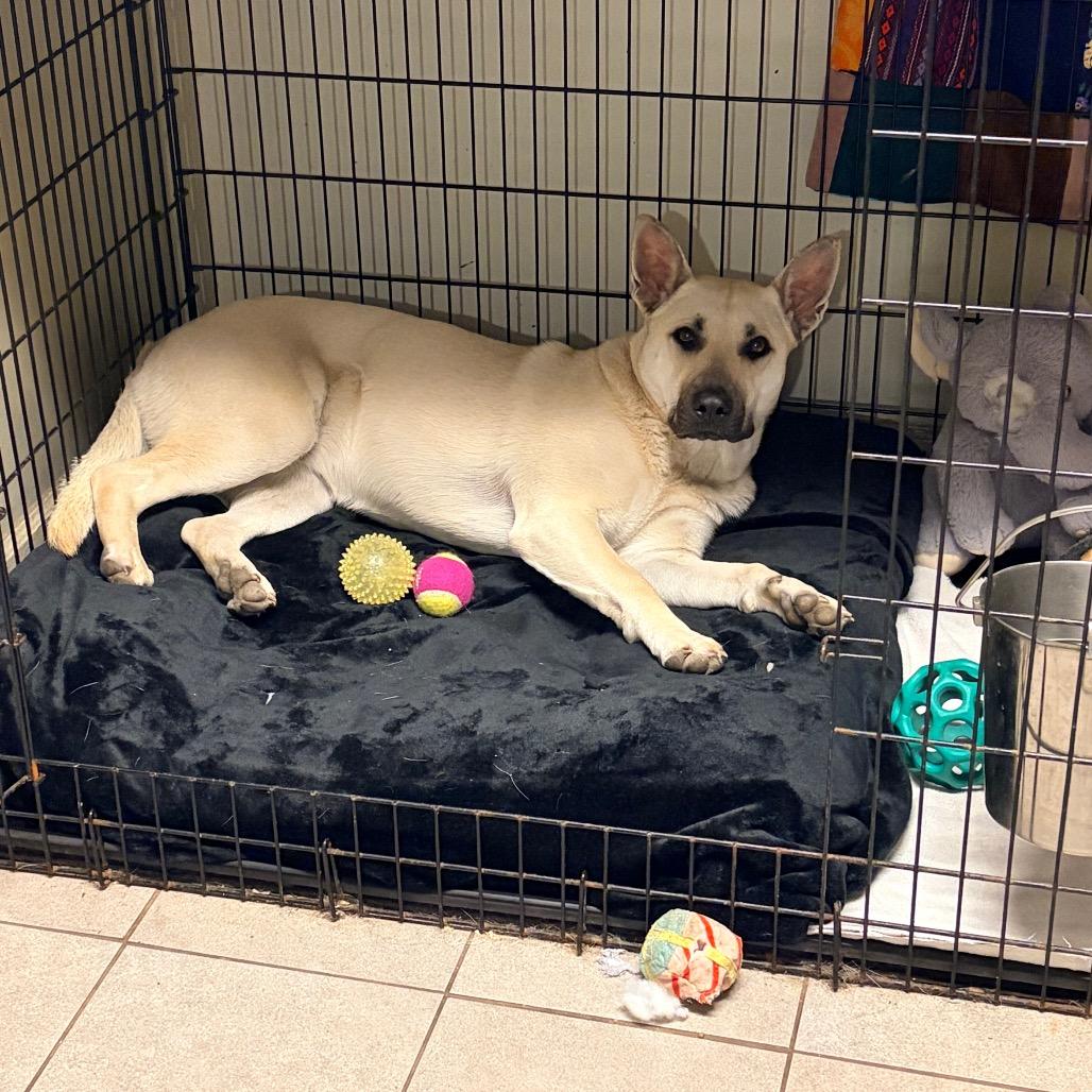 Enlarge BG 2222, a Adoptable mixed breed in Kansas City, MO image 2/6