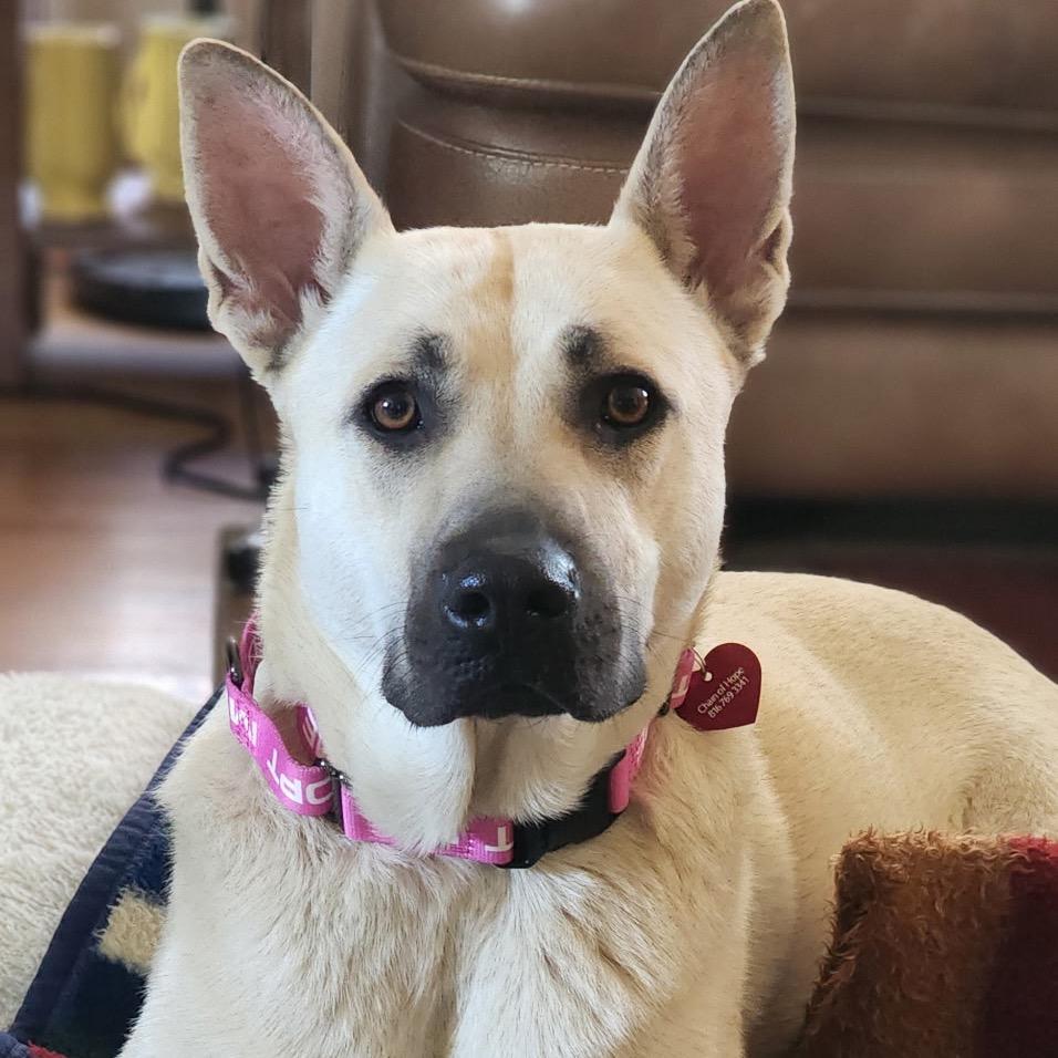 BG 2222, Adoptable, Adult Female Shepherd & Yellow Labrador Retriever.