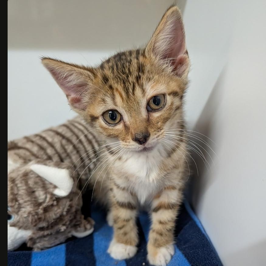 Enlarge Toffee, a Adopted Torbie in Wilmington, OH image 1/1