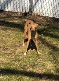 Enlarge Baby - Bonded with King - PENDING, a Adopted Italian Greyhound in Croton on Hudson, NY image 1/3