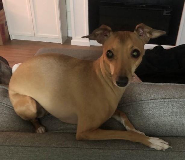 Enlarge Baby - Bonded with King - PENDING, a Adopted Italian Greyhound in Croton on Hudson, NY image 3/3