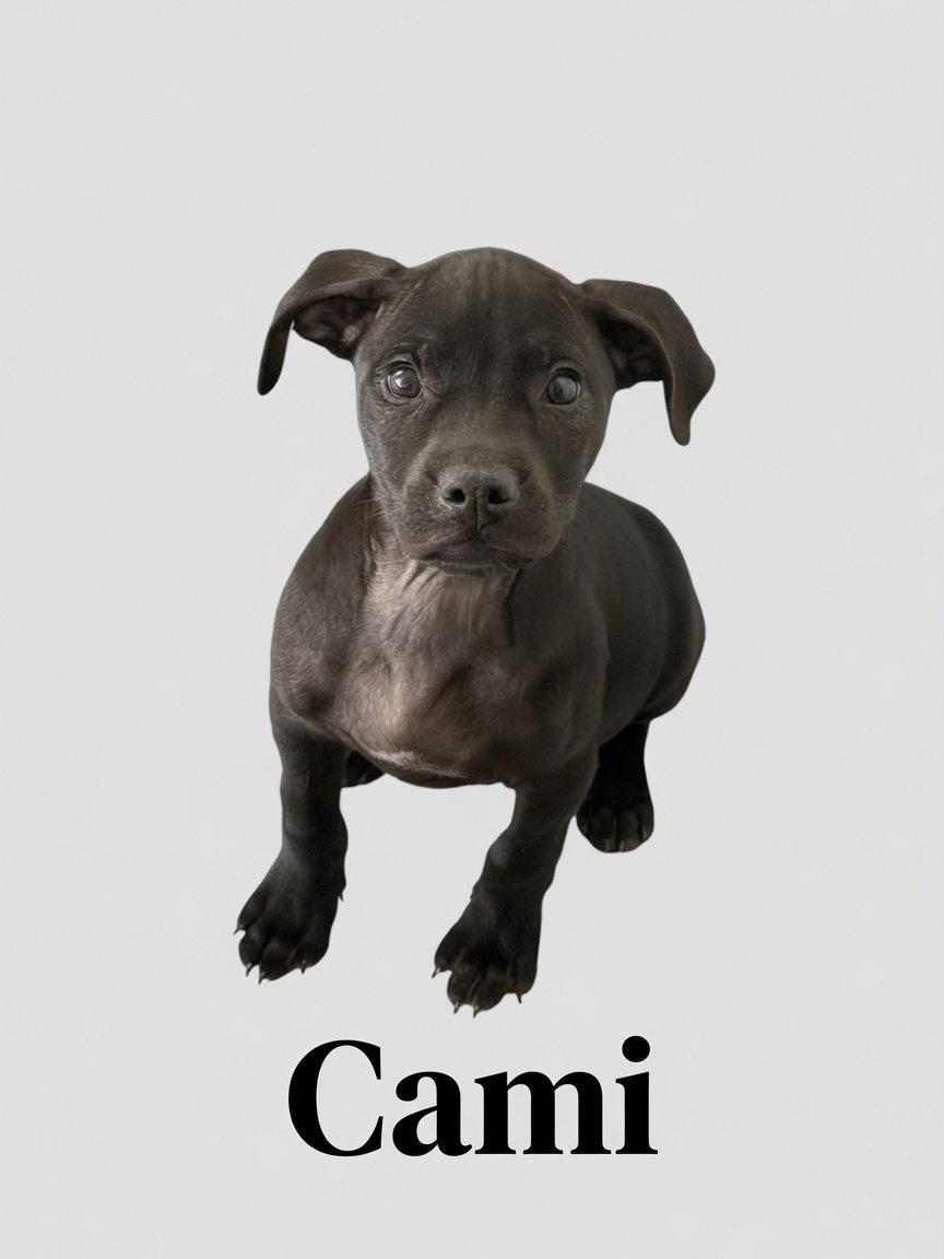 Enlarge Cami, a Adoptable Retriever in Union Beach, NJ image 1/1