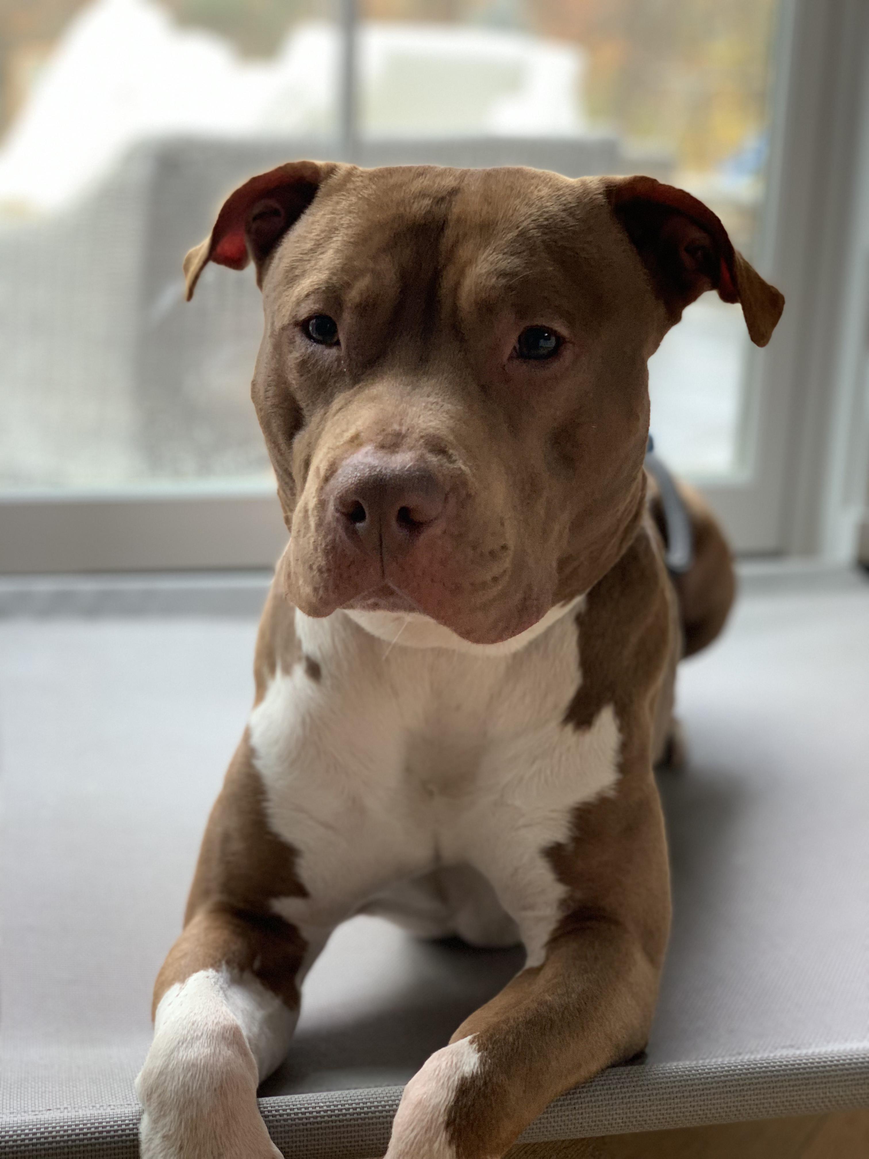 Enlarge Polo, a Adopted Pit Bull Terrier in Peabody, MA image 1/6