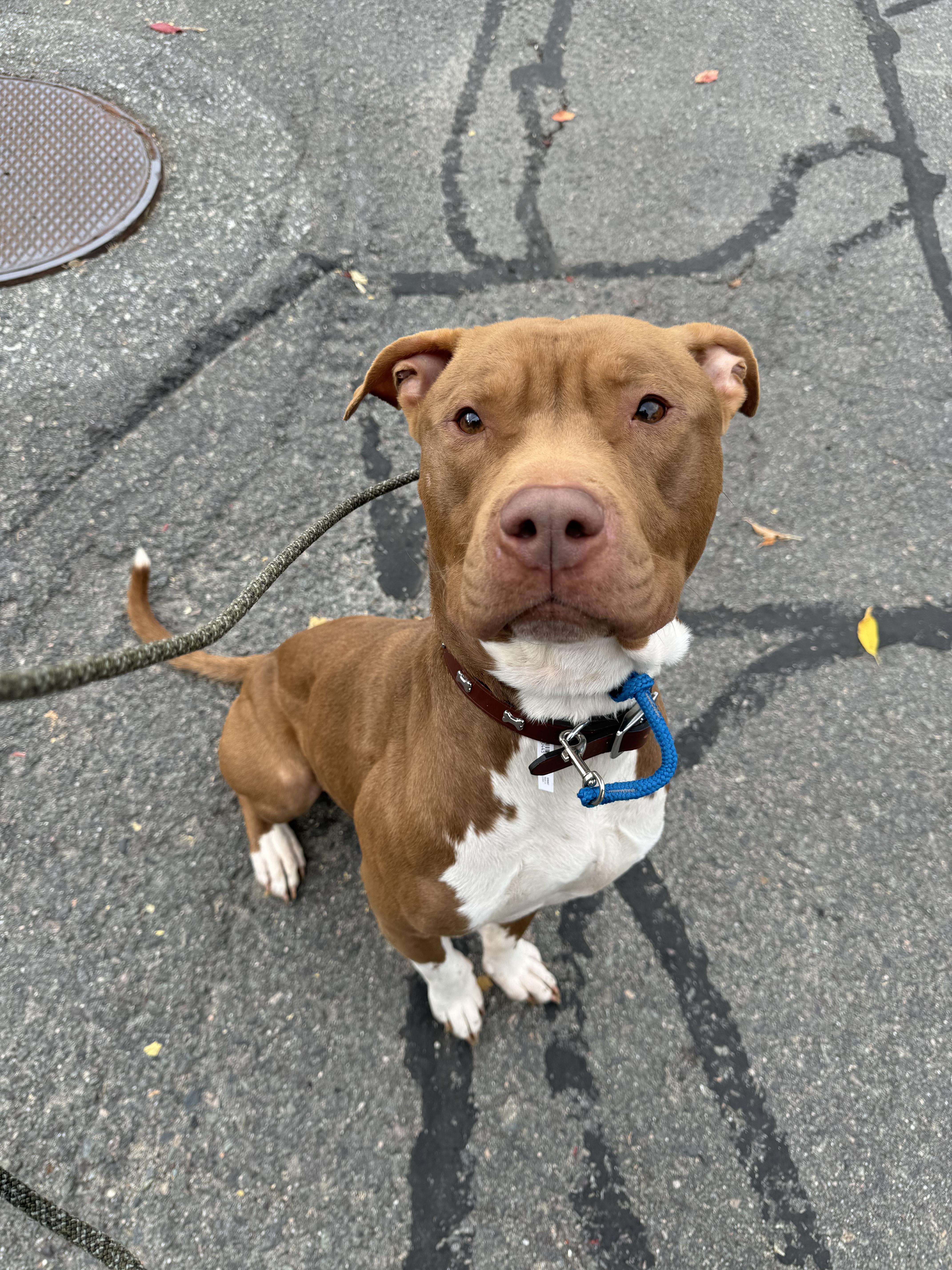 Polo, Adopted, Young Male Pit Bull Terrier.