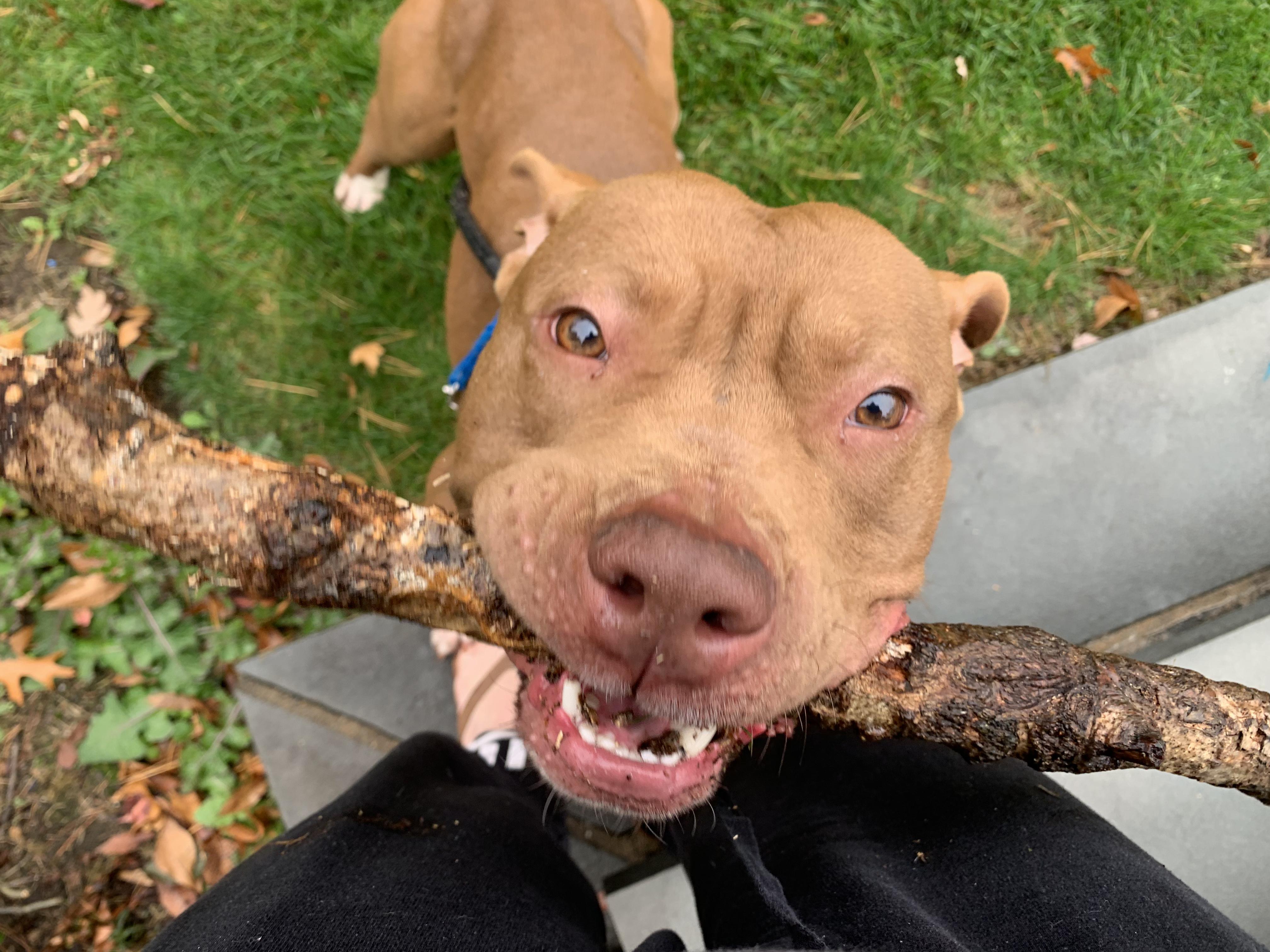 Enlarge Polo, a Adopted Pit Bull Terrier in Peabody, MA image 3/6