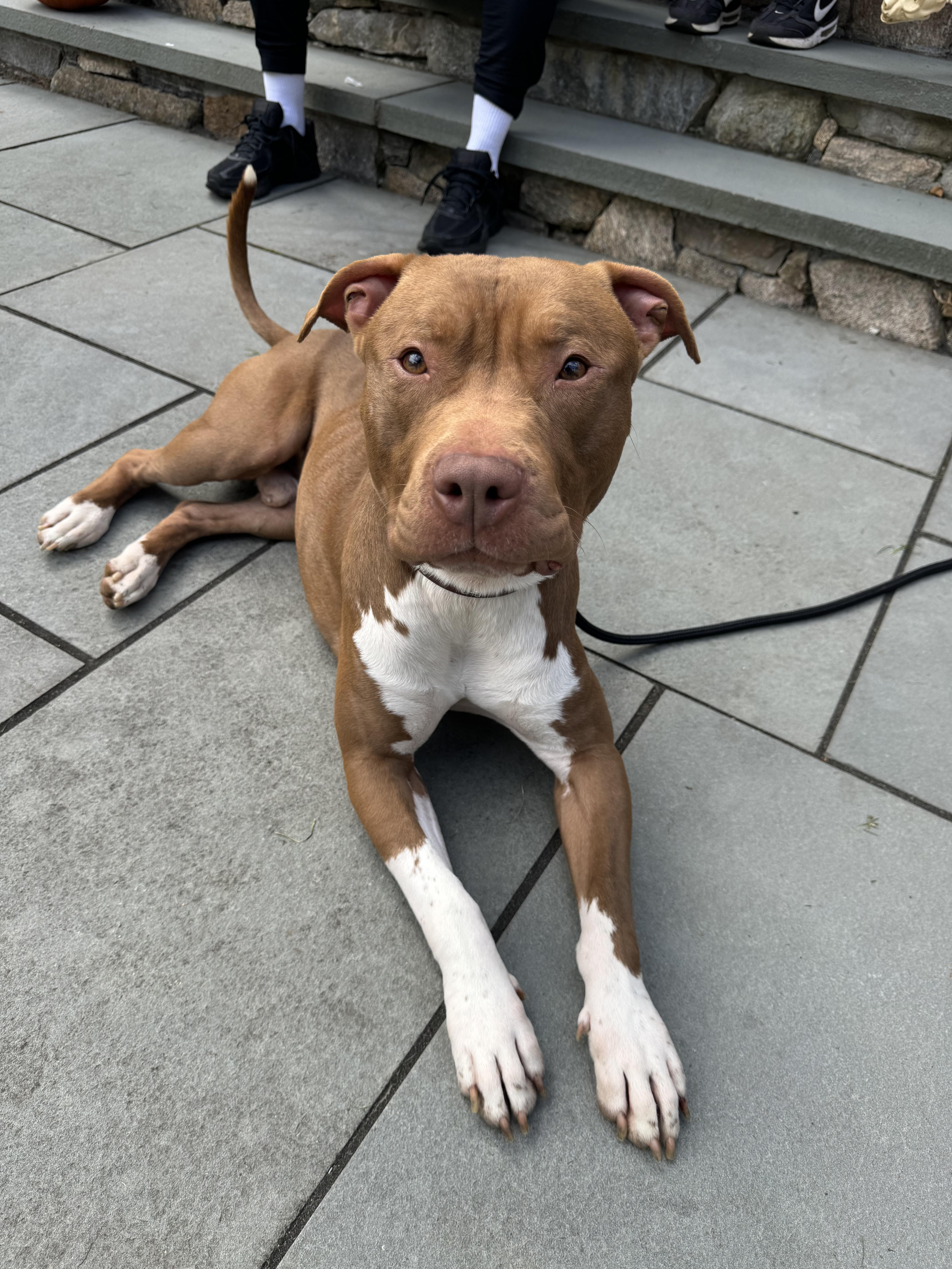 Enlarge Polo, a Adopted Pit Bull Terrier in Peabody, MA image 4/6