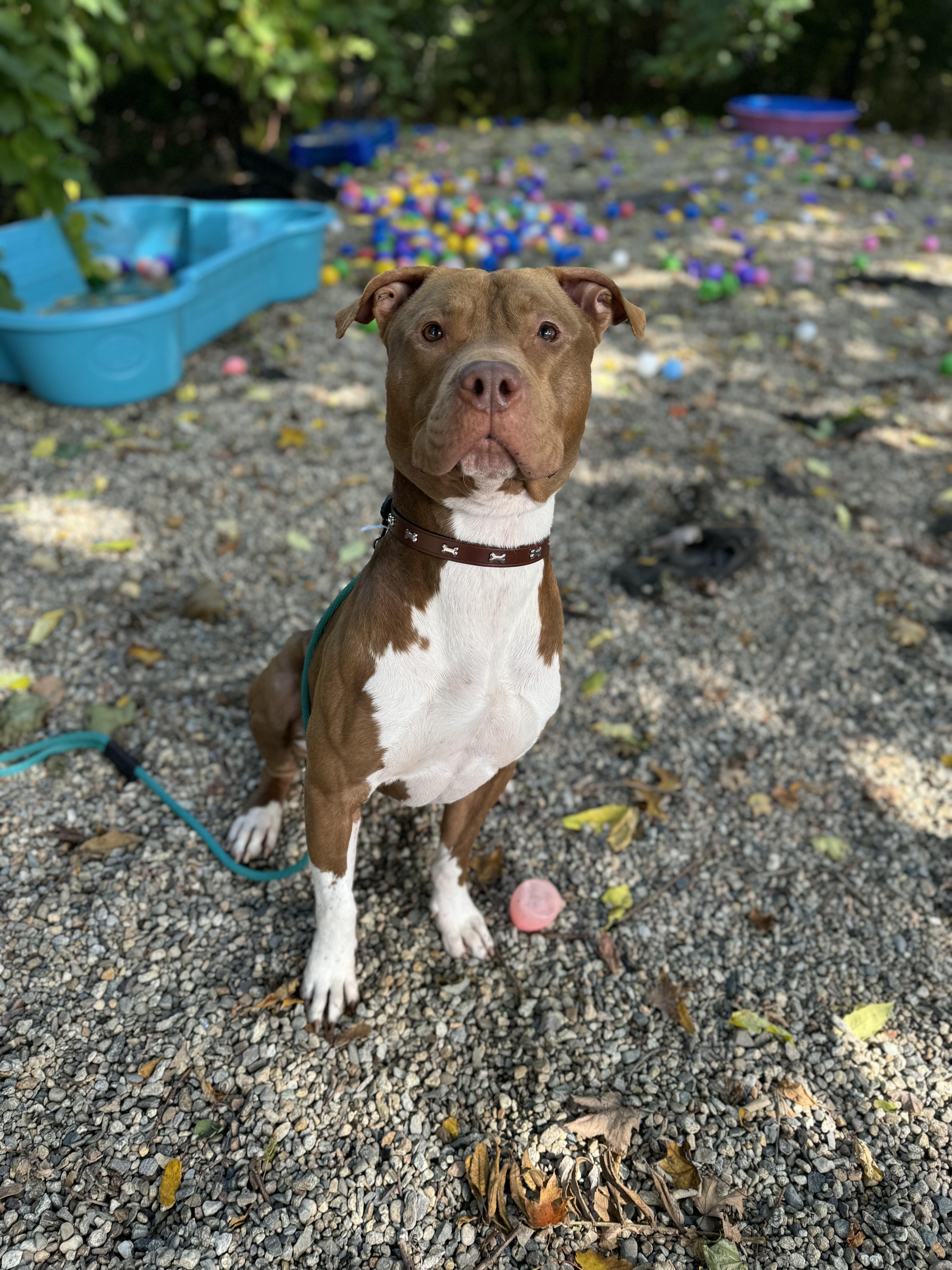 Enlarge Polo, a Adopted Pit Bull Terrier in Peabody, MA image 5/6