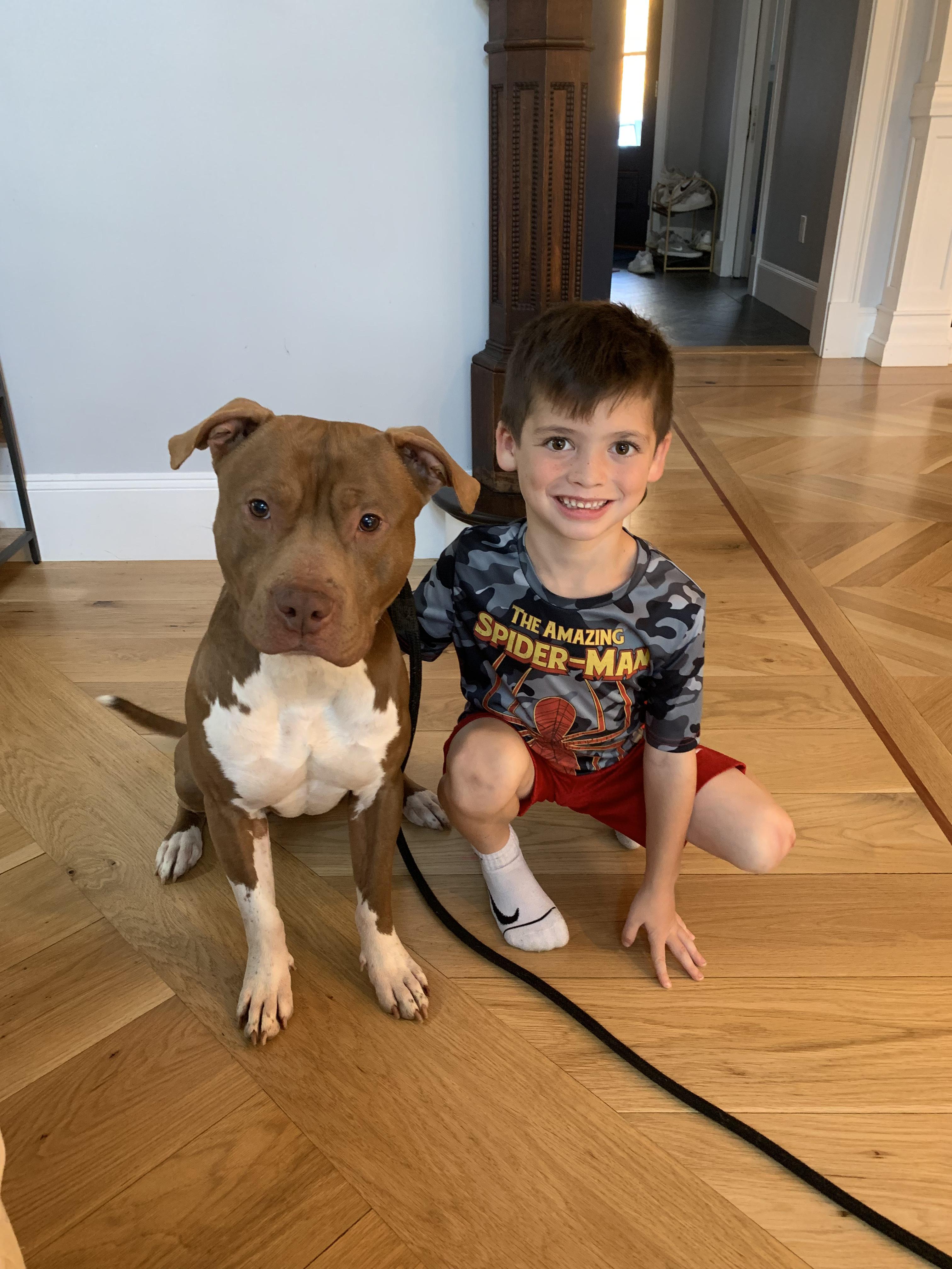 Enlarge Polo, a Adopted Pit Bull Terrier in Peabody, MA image 6/6