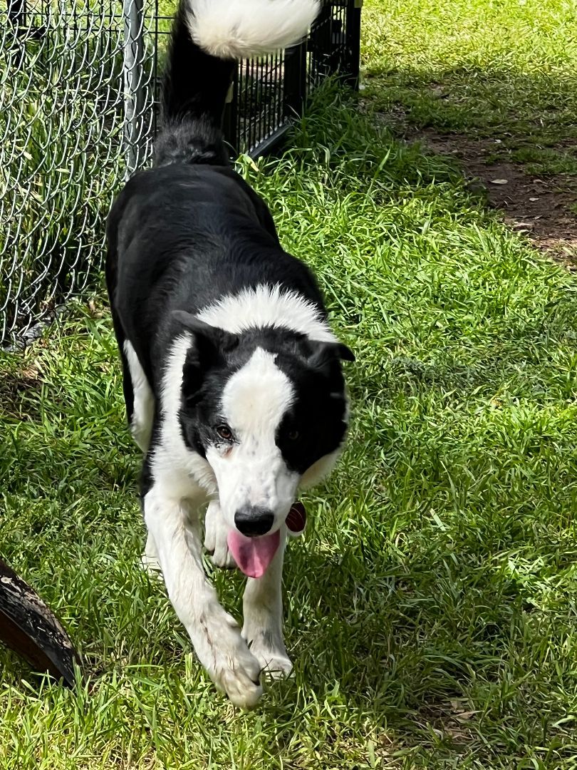 Jack, a Adopted Border Collie in San Saba, TX image 1/5
