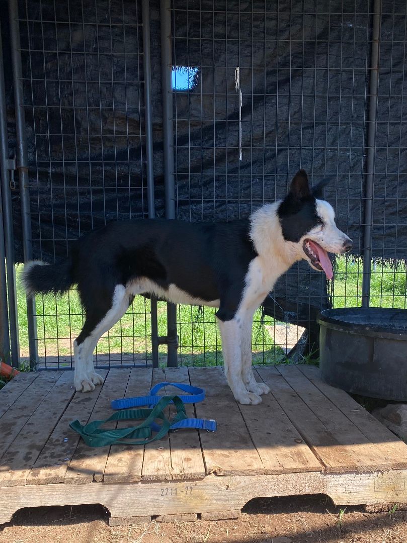 Jack, a Adopted Border Collie in San Saba, TX image 2/5