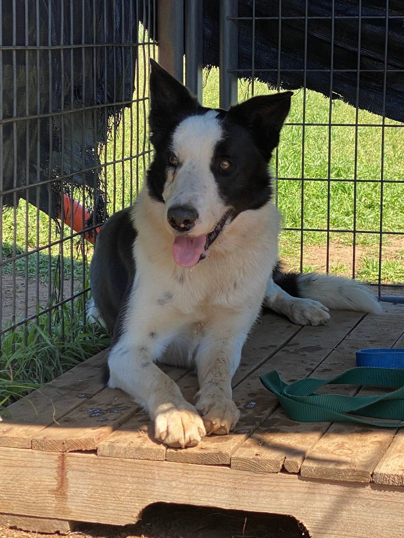 Jack, a Adopted Border Collie in San Saba, TX image 3/5