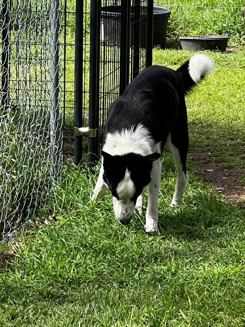 Jack, a Adopted Border Collie in San Saba, TX image 4/5