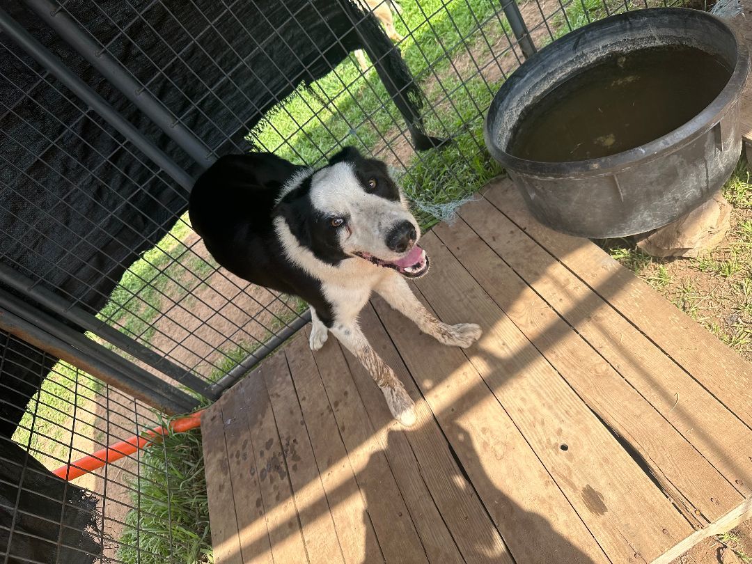 Jack, a Adopted Border Collie in San Saba, TX image 5/5