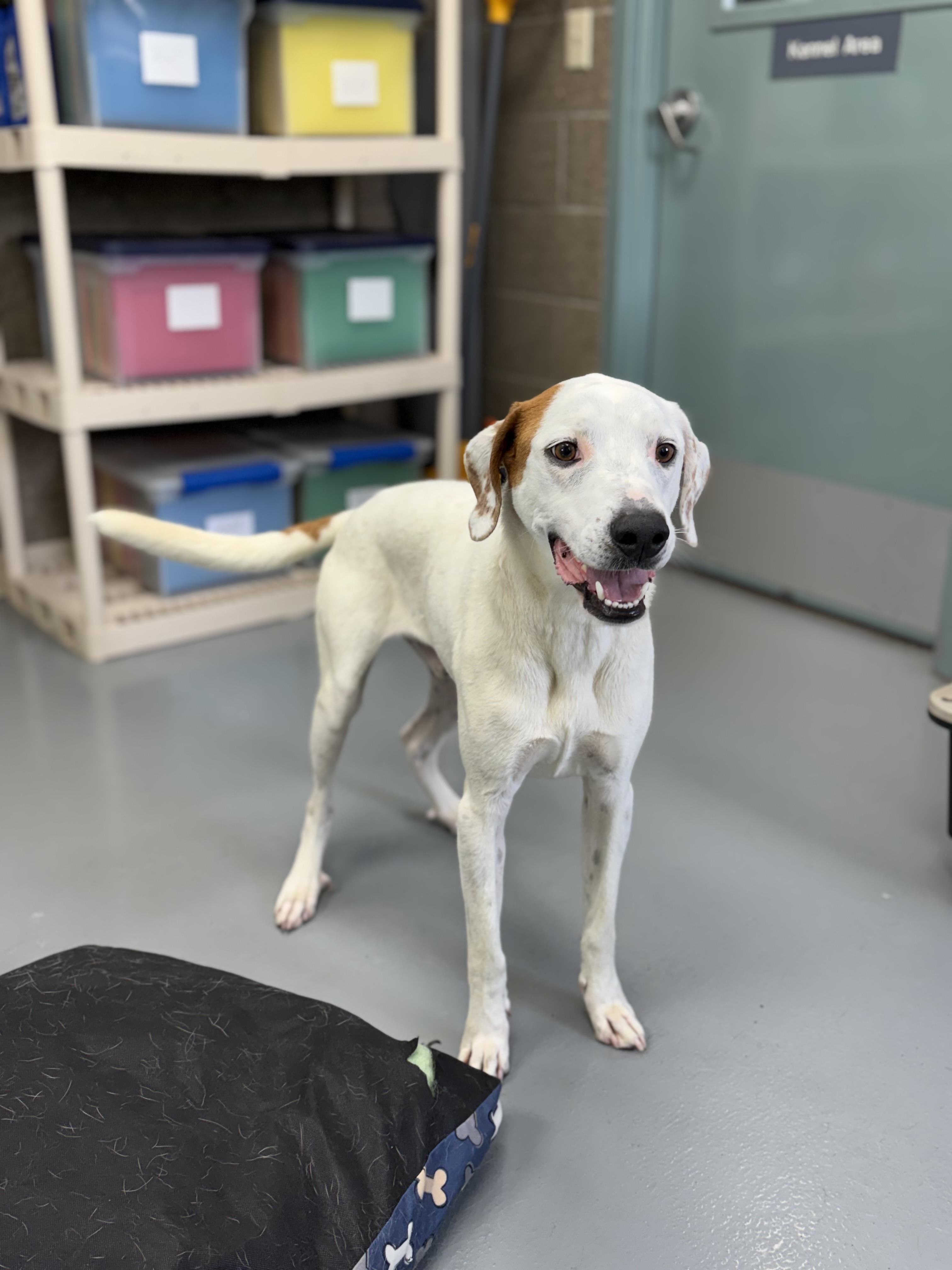 Scout, a ADOPTABLE mixed breed in Zimmerman, MN image 5/5