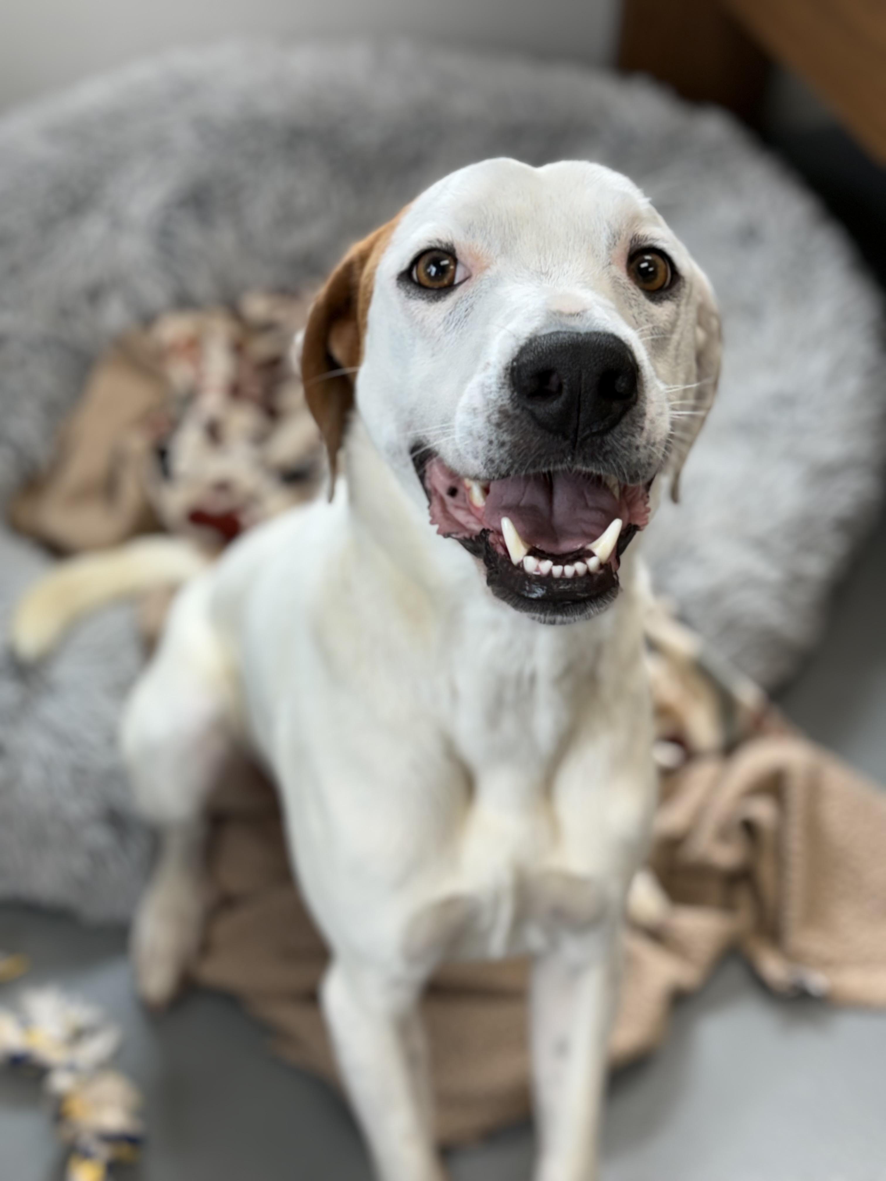 Scout, a ADOPTABLE mixed breed in Zimmerman, MN image 2/5
