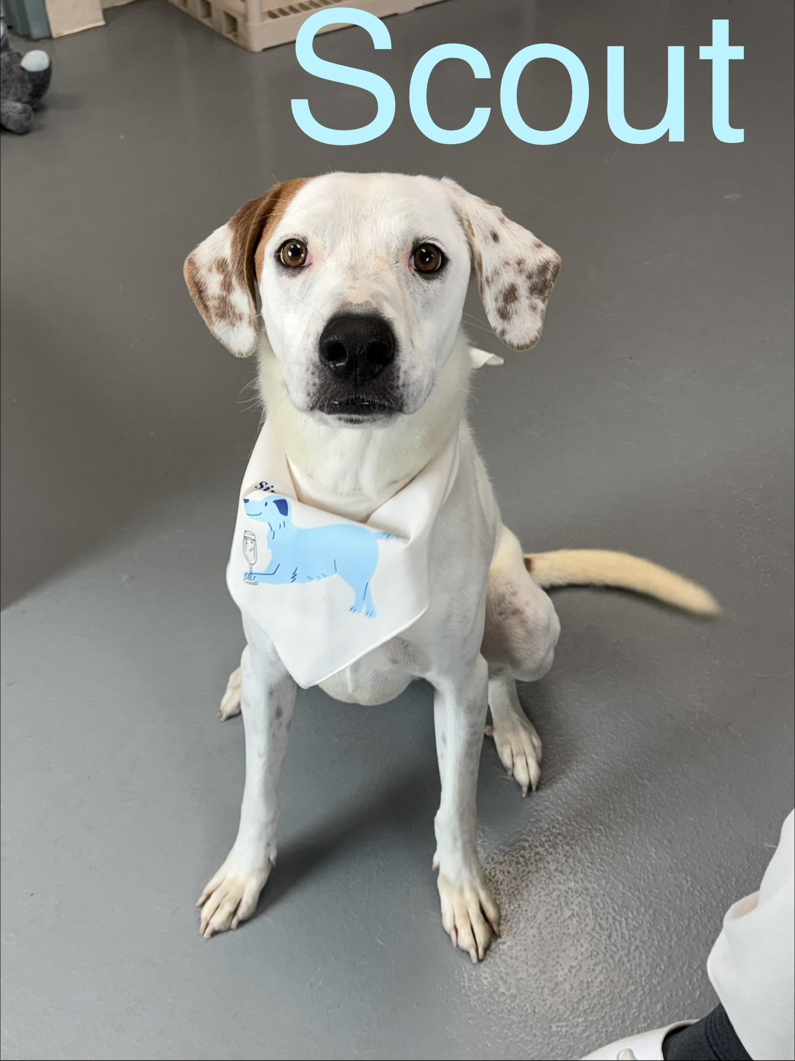 Scout, ADOPTABLE, Adult Male Treeing Walker Coonhound.