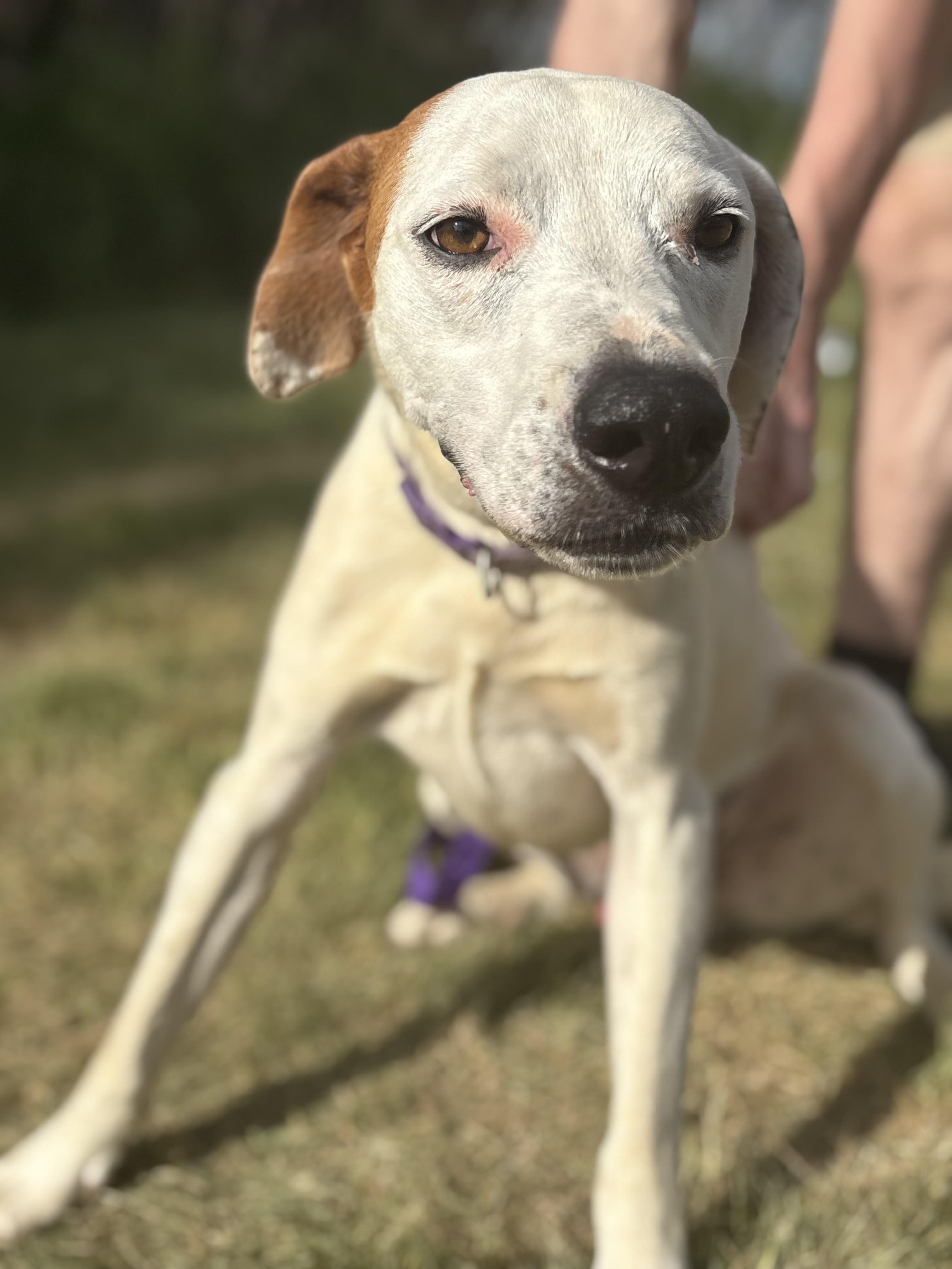 Scout, a ADOPTABLE mixed breed in Zimmerman, MN image 3/5