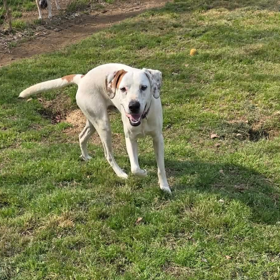 Scout, a ADOPTABLE mixed breed in Zimmerman, MN image 4/5